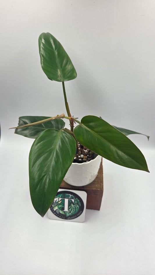Philodendron Erubescens Chocolate (PHI-1069)