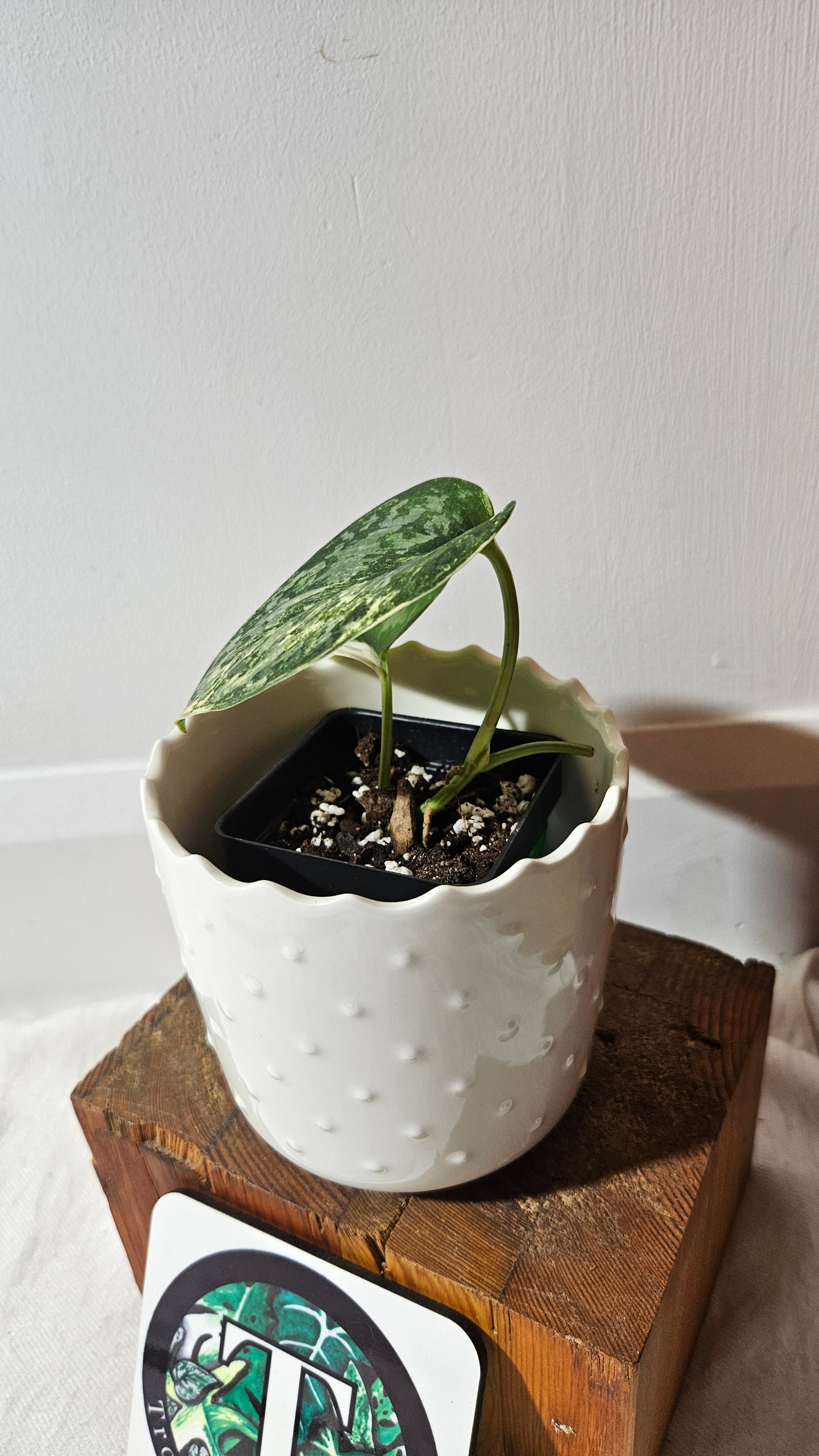 Scindapsus Silver Splash kiara (SCI-1016)