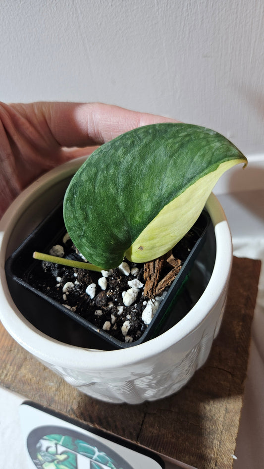 Scindapsus Silver Tattoo Variegata (SCI-1092)