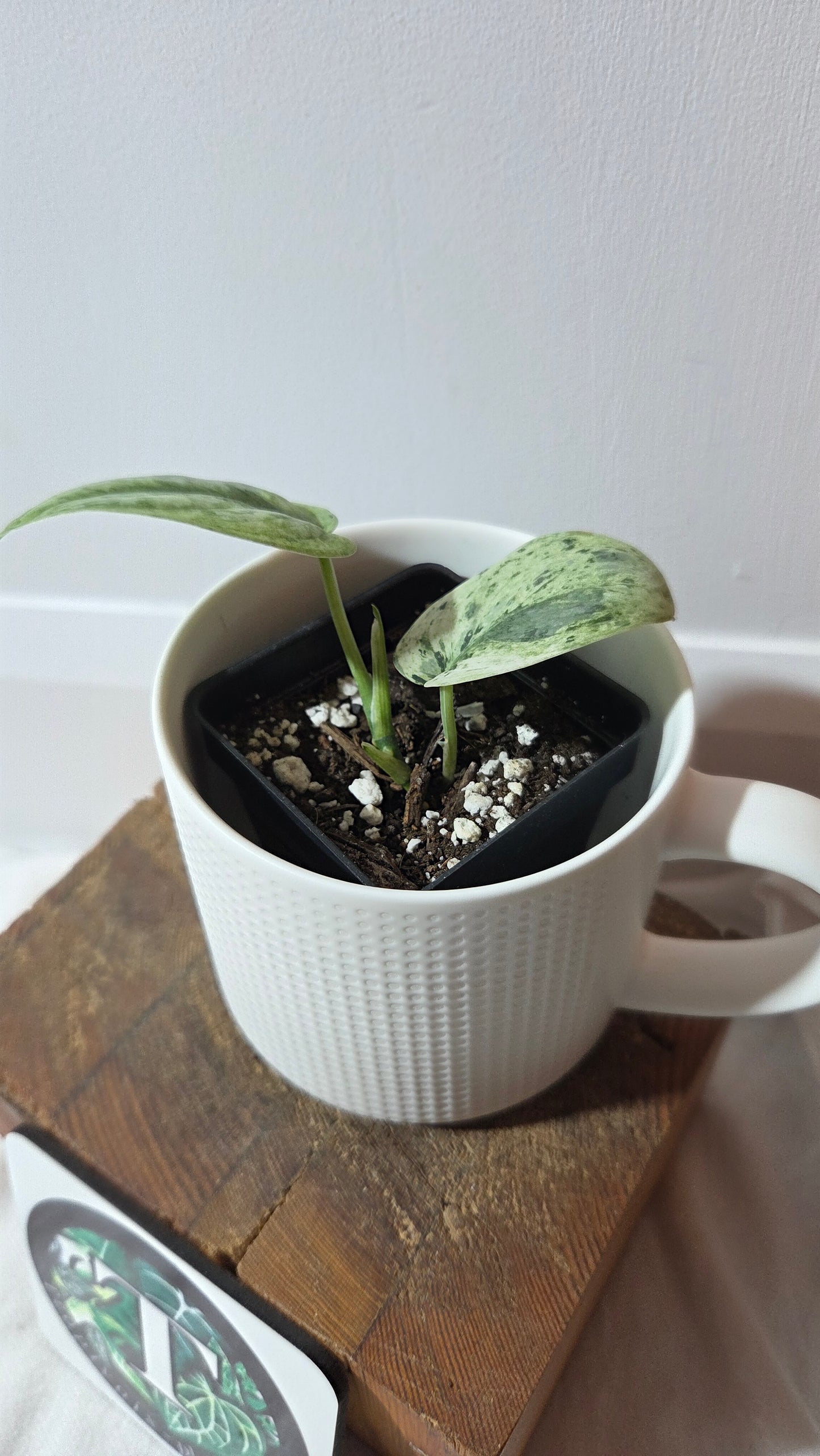 Scindapsus Silver Cloud variegata (SCI-1416)