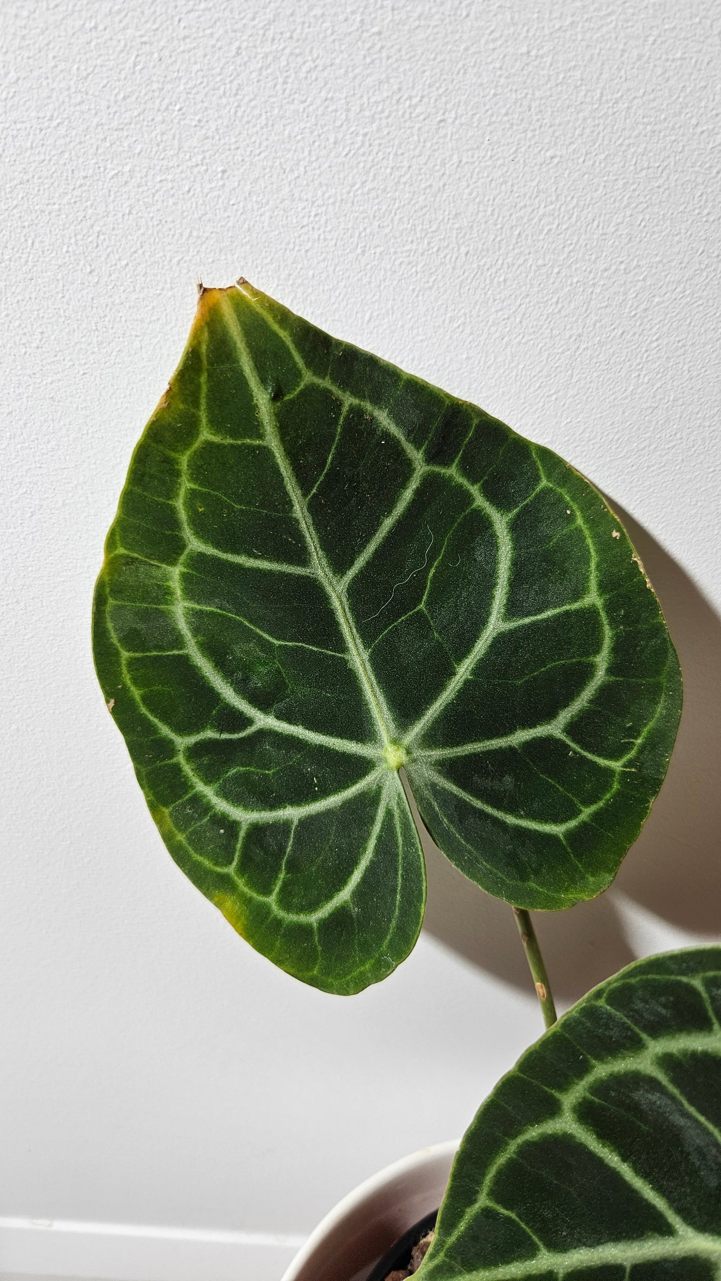 Anthurium King Clarinervium Hybrid "format LARGE" (ANT-123)