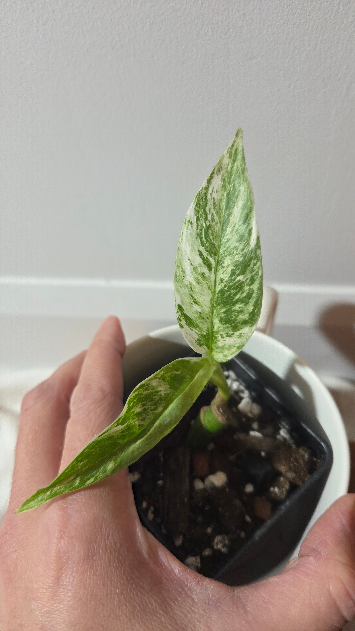 Rhaphidophora Megasperma Variegata (AUT-087)