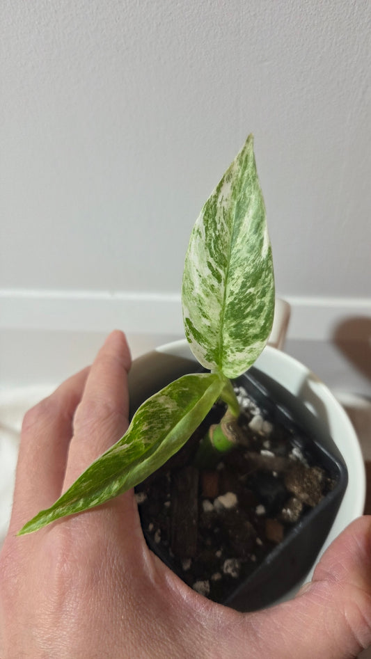 Rhaphidophora Megasperma Variegata (AUT-087)