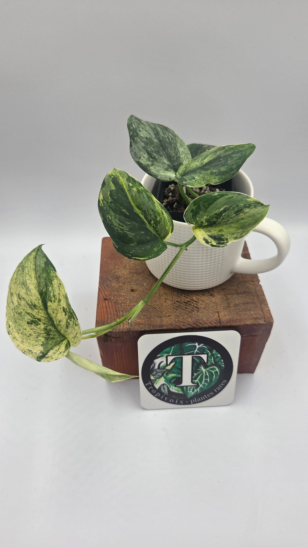 Scindapsus Silver Splash Tricolore (SCI-1231)