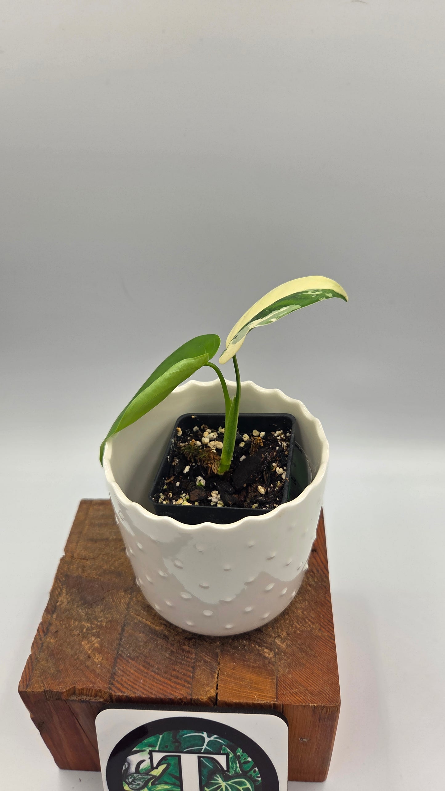 Syngonium Chiapense Albo (SYN-458)