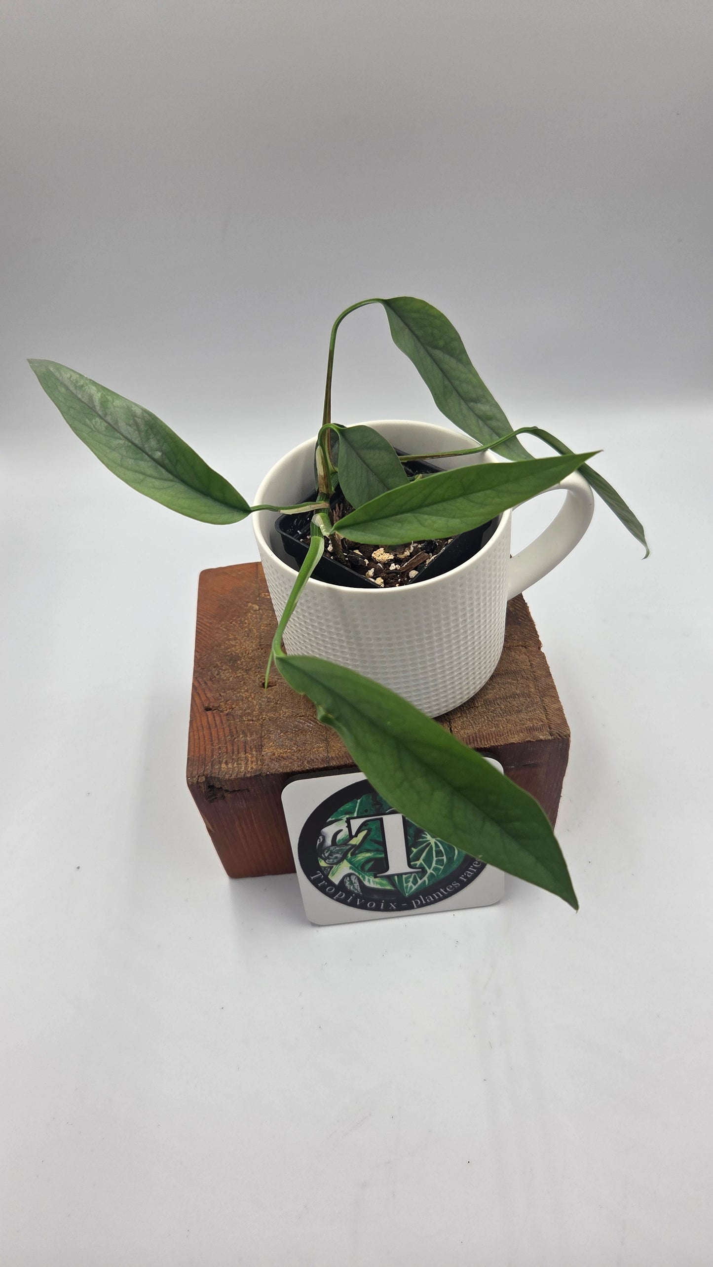 Epipremnum Cebu blue (EPI-220)