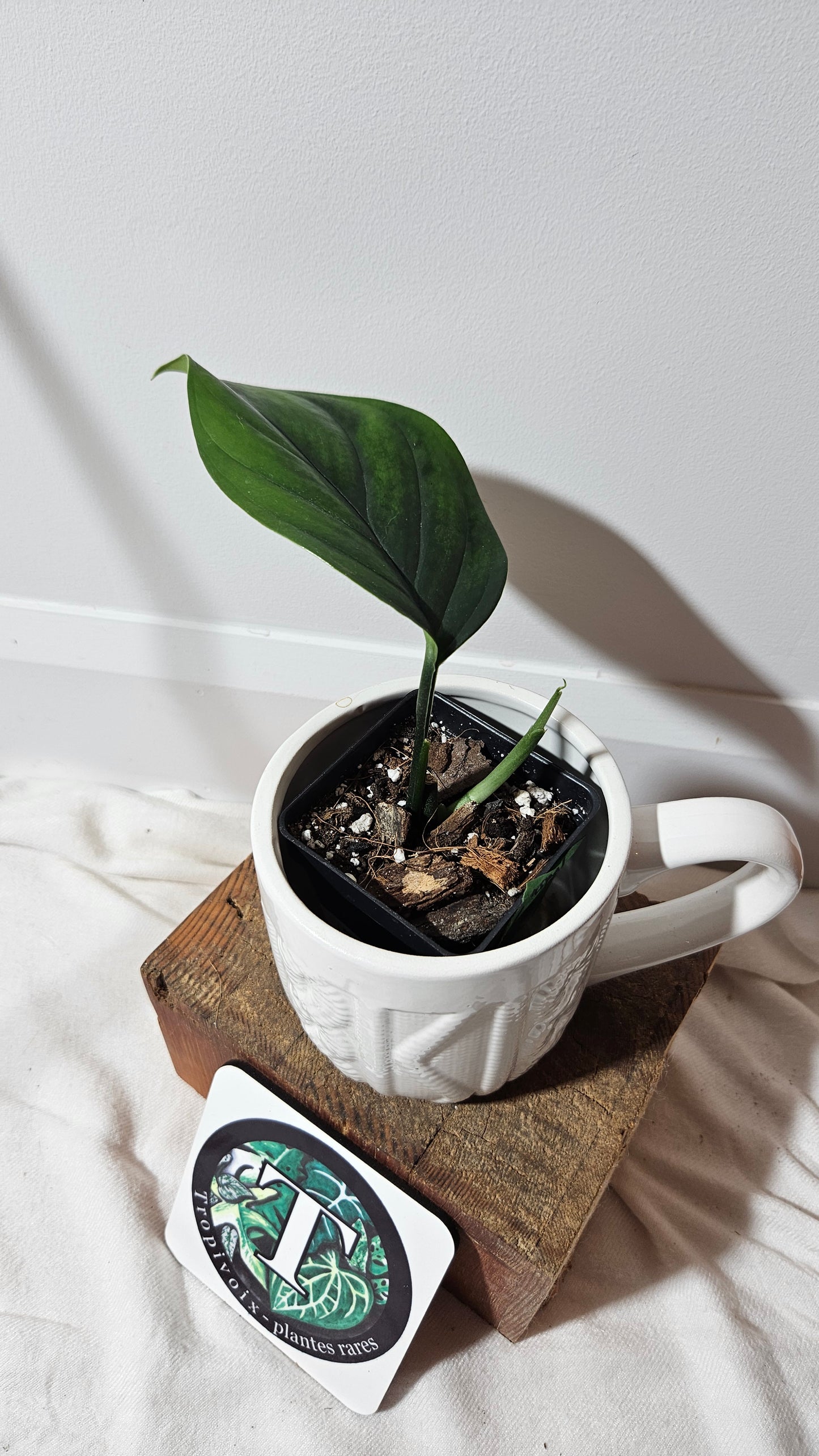 Monstera Obliqua Aff Black Stripes  (MON-235)