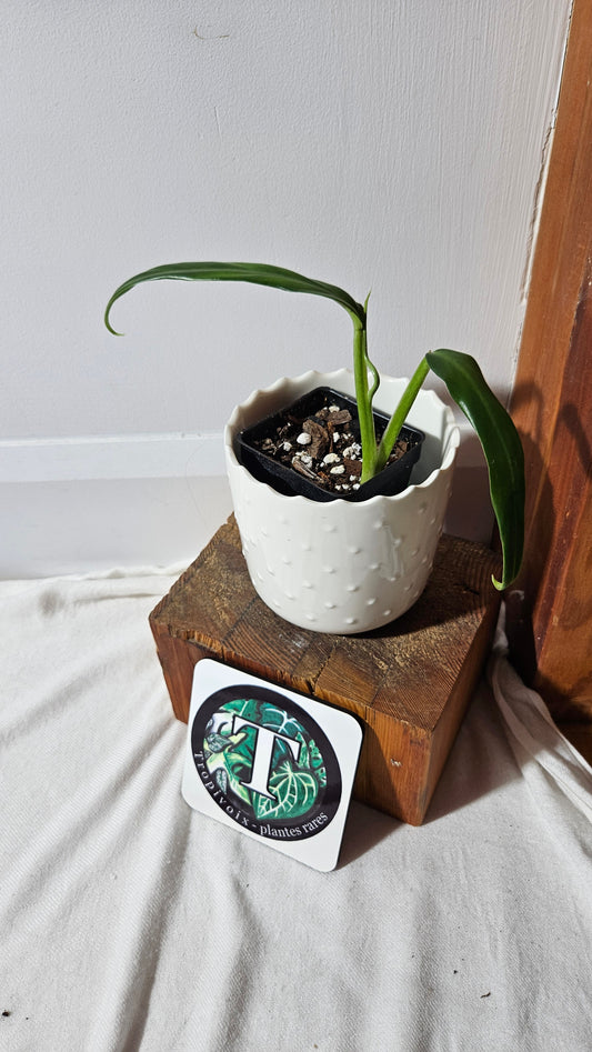 Philodendron Élégant (d'équateur)(PHI-839)