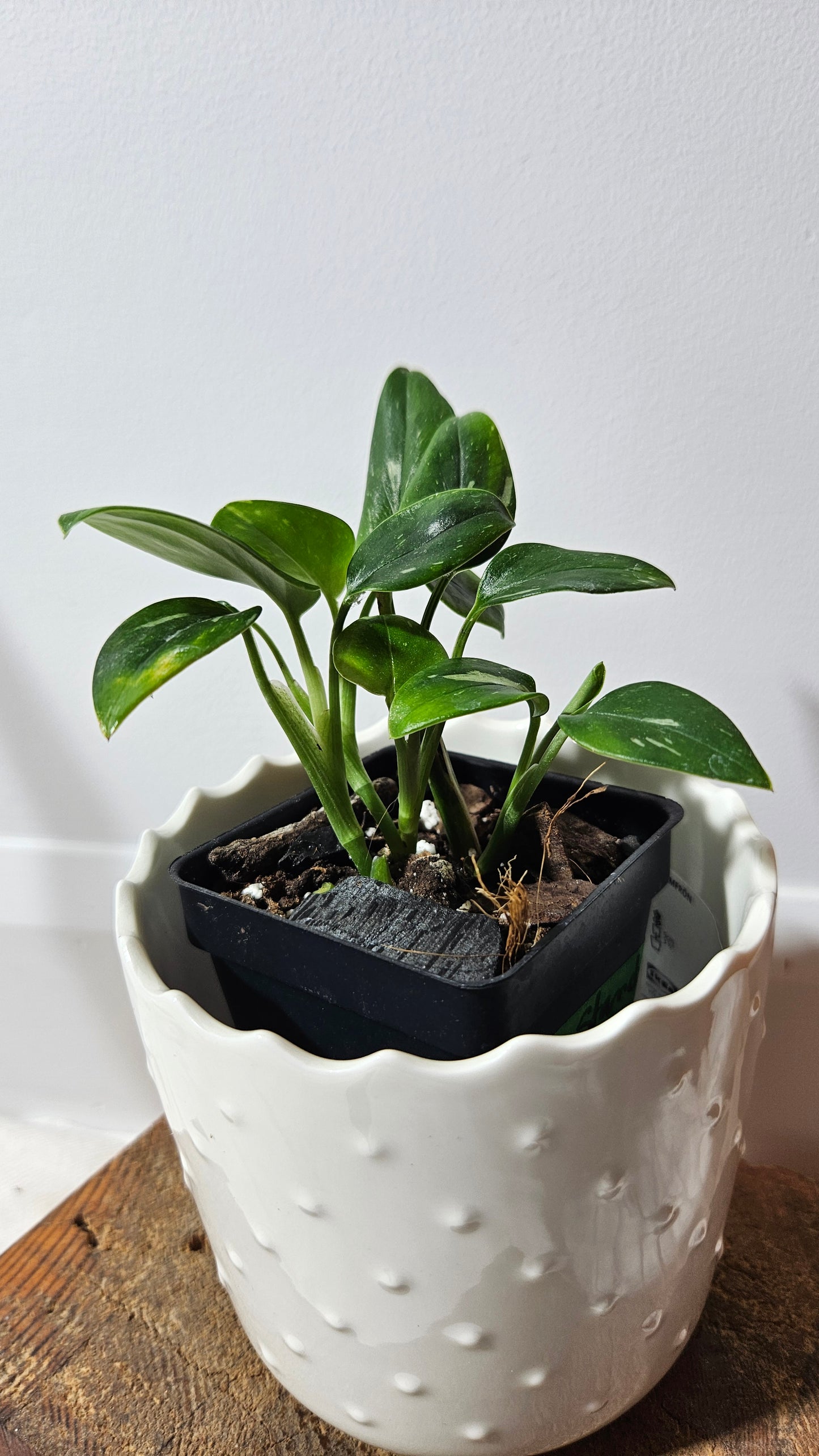 Monstera Standleyana Albo (MON-216)