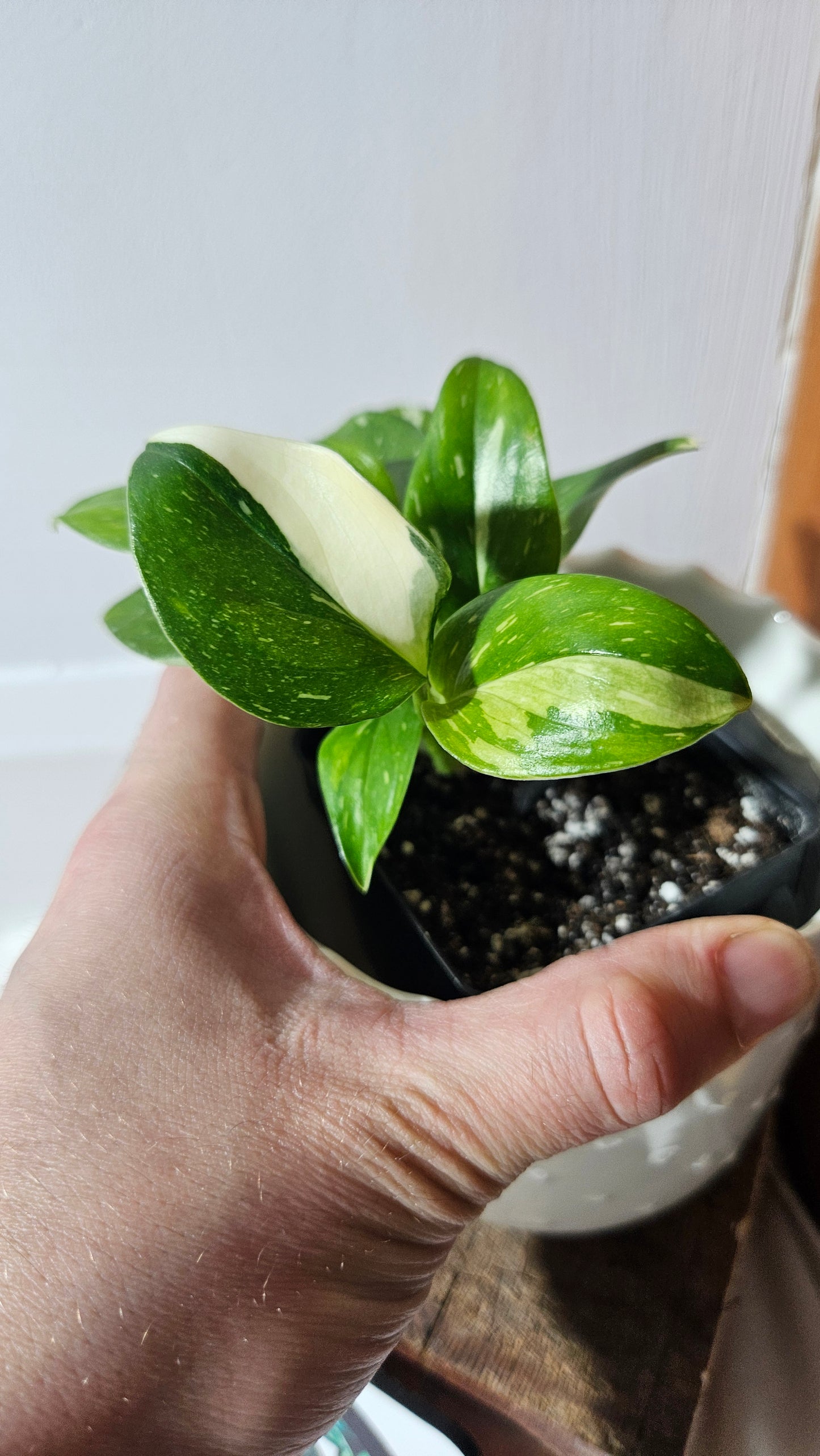 Monstera Standleyana Albo (MON-407)