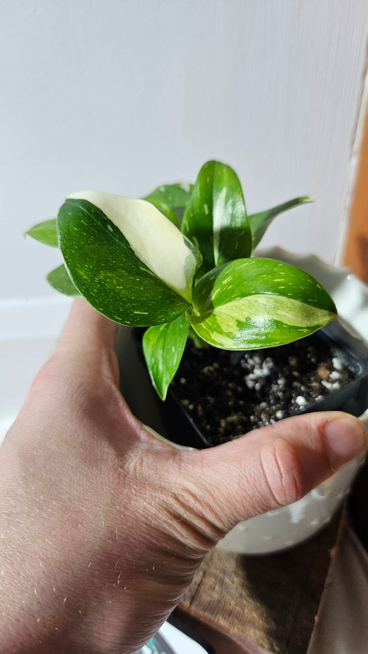 Monstera Standleyana Albo (MON-407)