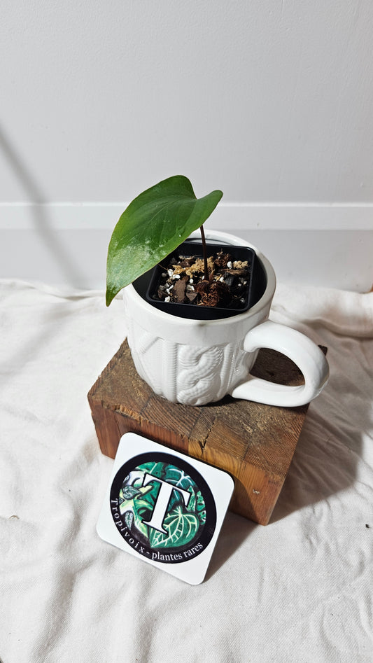 Anthurium  Pinkleyi "format SEEDLING" (ANT-189)