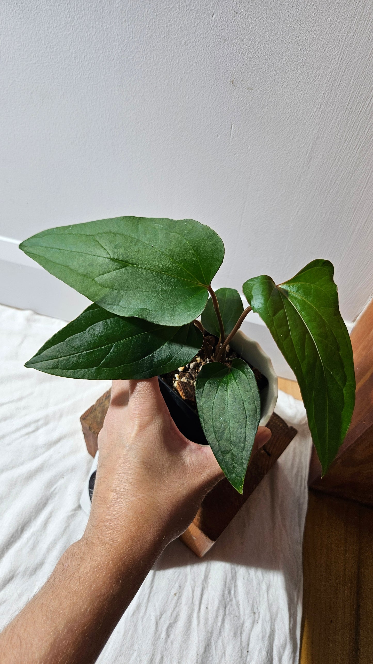 Anthurium Sagittatum Purple "format MOYEN"(ANT-616)