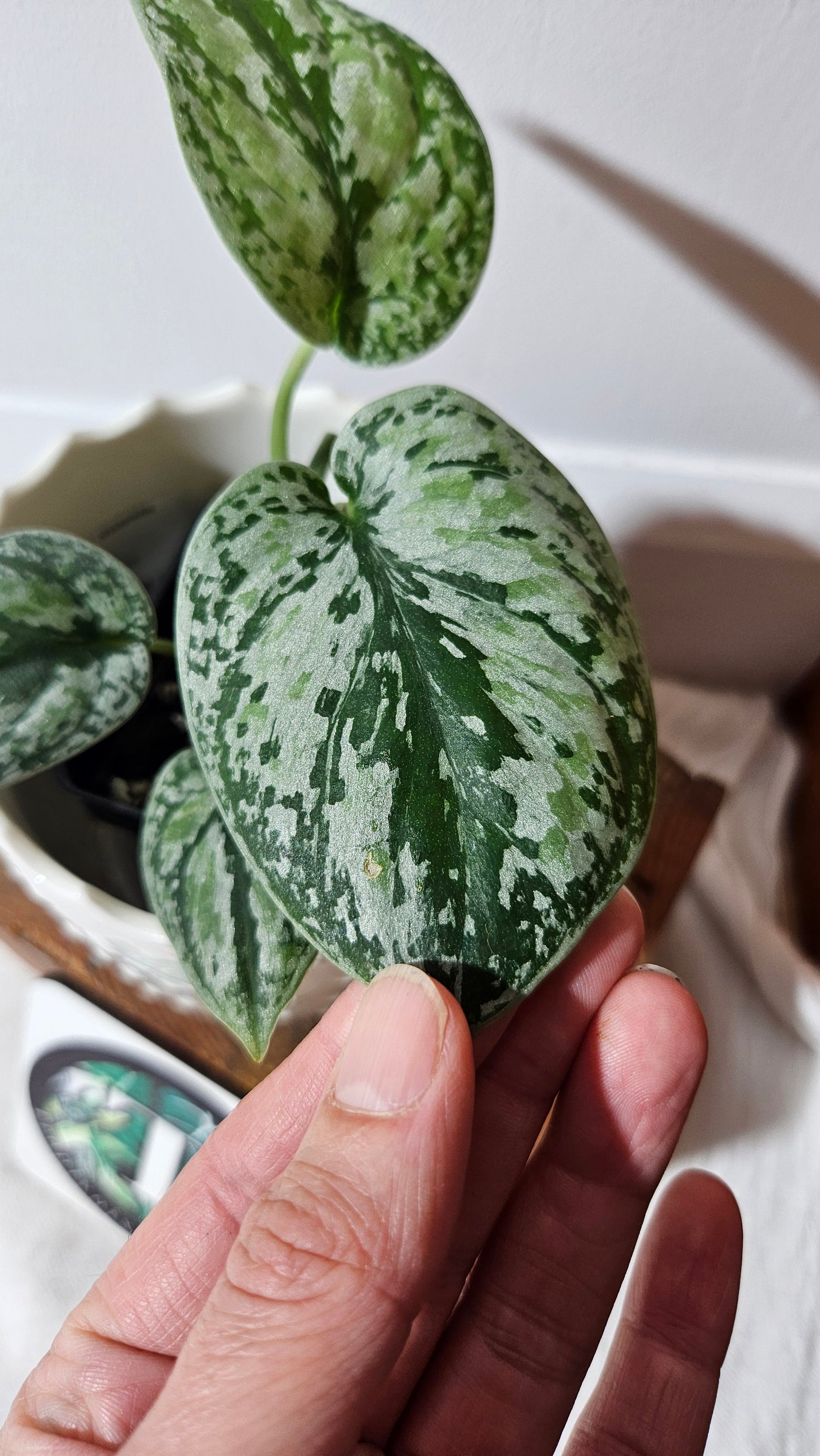 Scindapsus Tricolore silver Platinum (SCI-994)