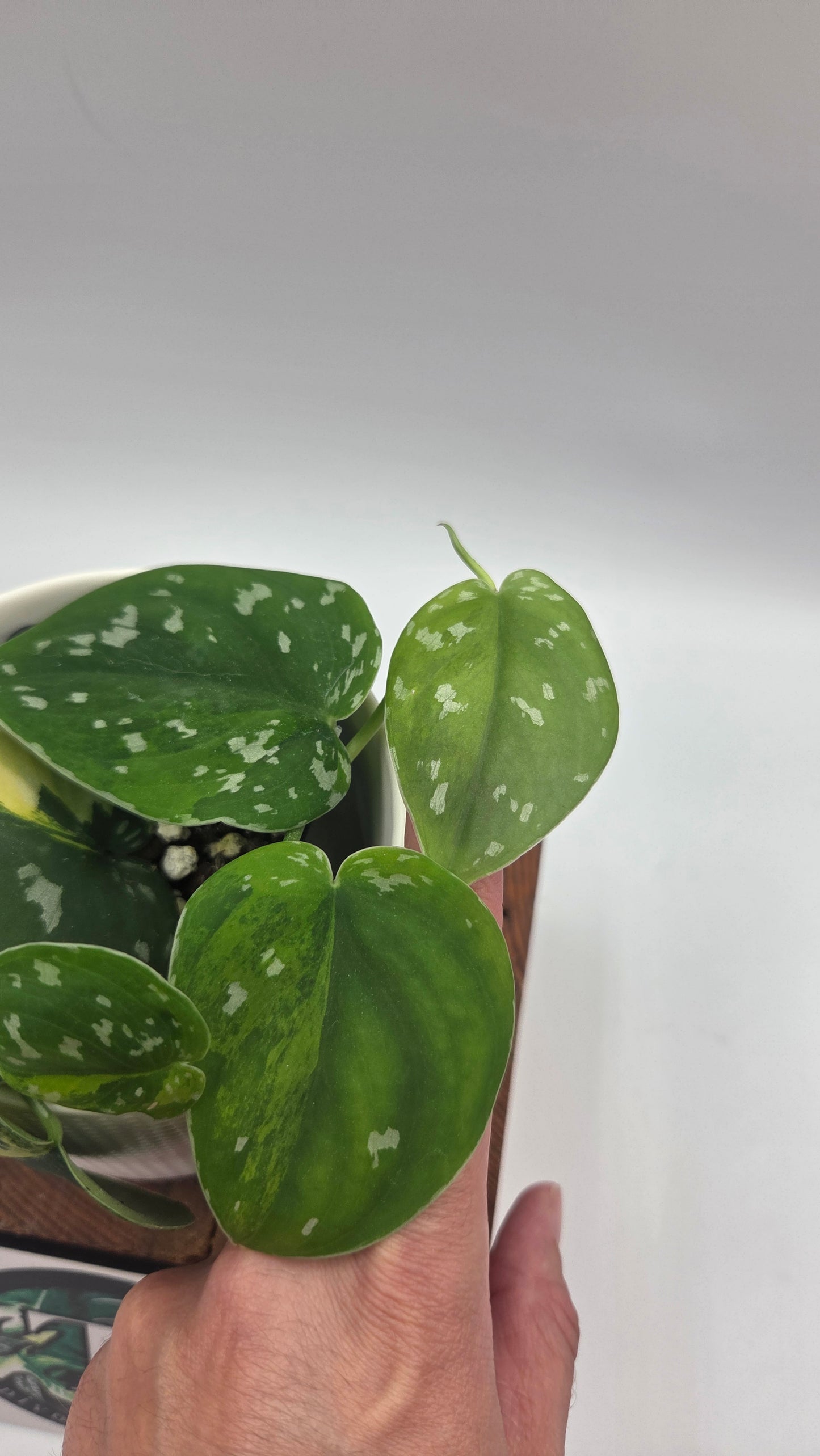 Scindapsus Sentarum (SCI-1145)