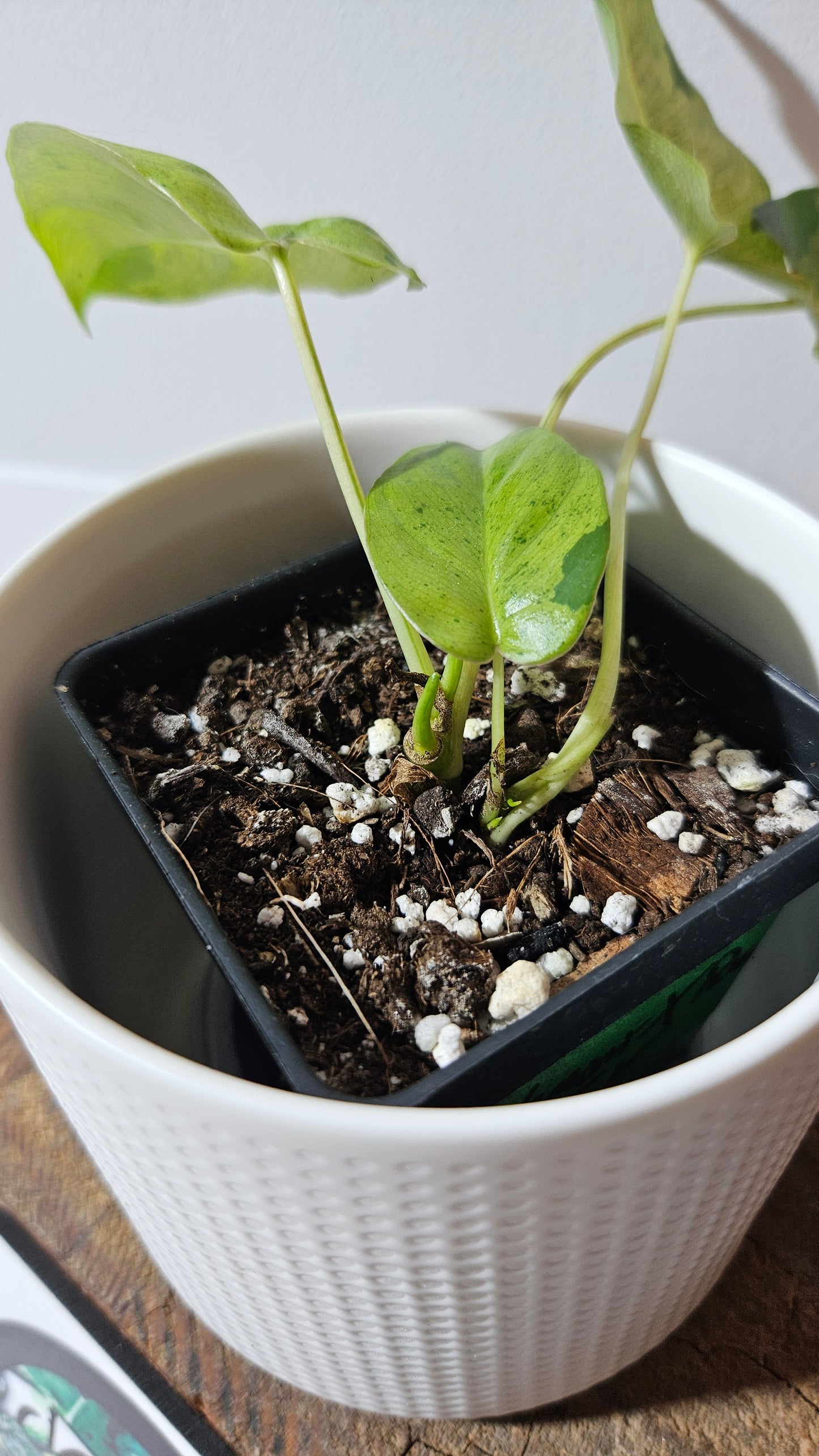 Philodendron BurleMarx Variegata  X Paraiso Verde (PHI-947)