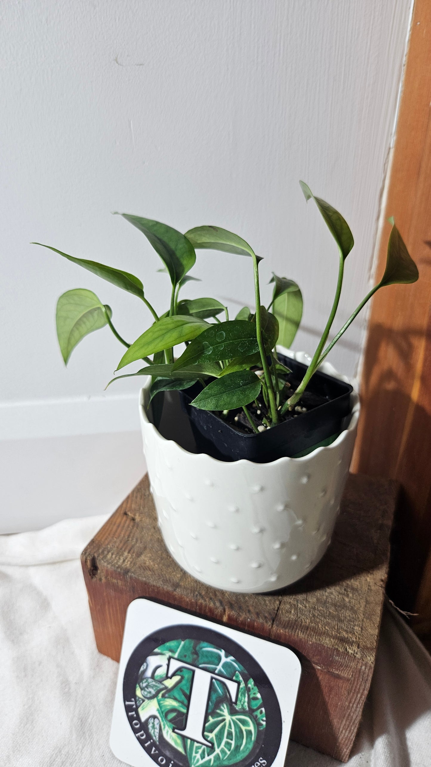 Epipremnum Squeletton Key (EPI-161)