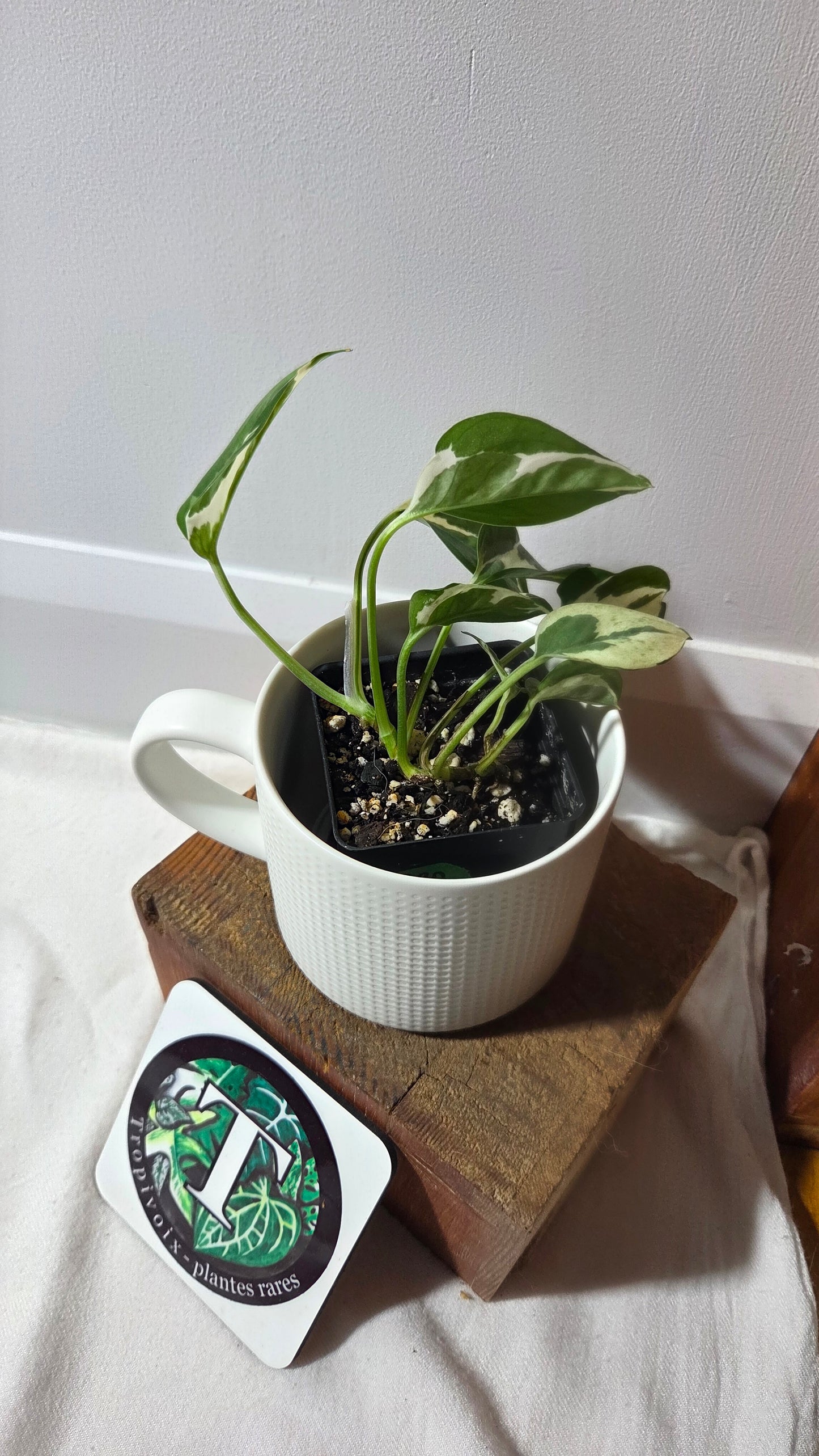 Epipremnum Aureum Glacier (EPI-229)