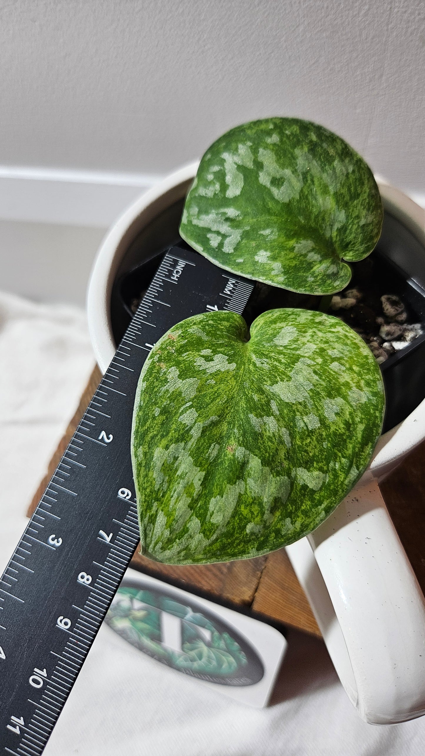 Scindapsus Exotica Pictus mint (SCI-1210)