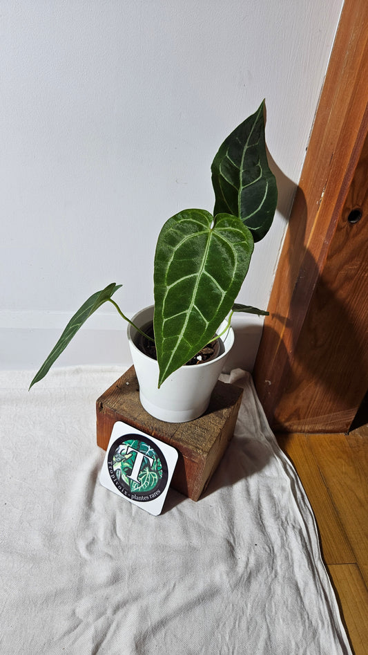 Anthurium Forgetti X Magnificum "format MOYEN/LARGE" (ANT-410)