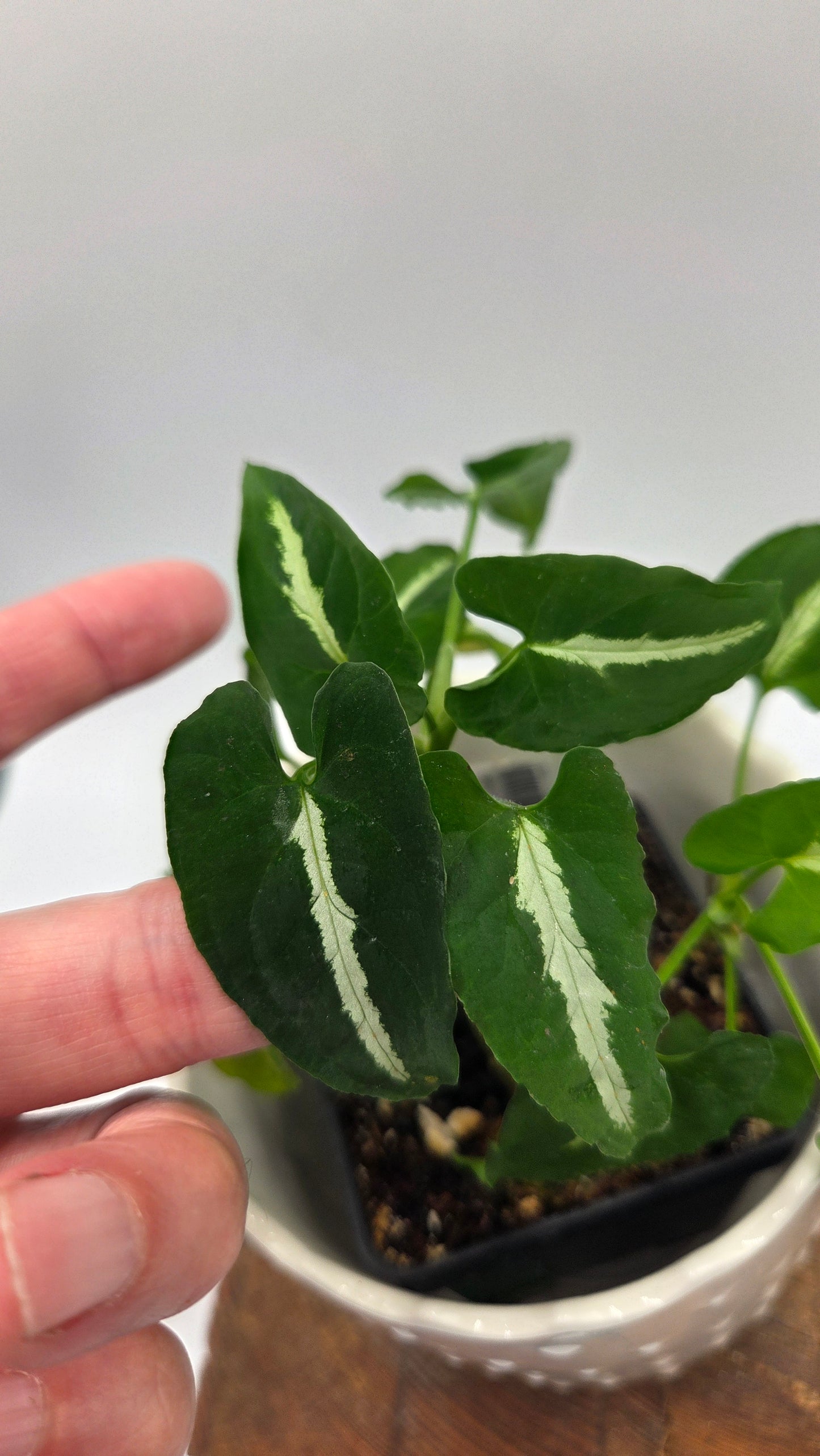 Syngonium Wendlandii (SYN-294)