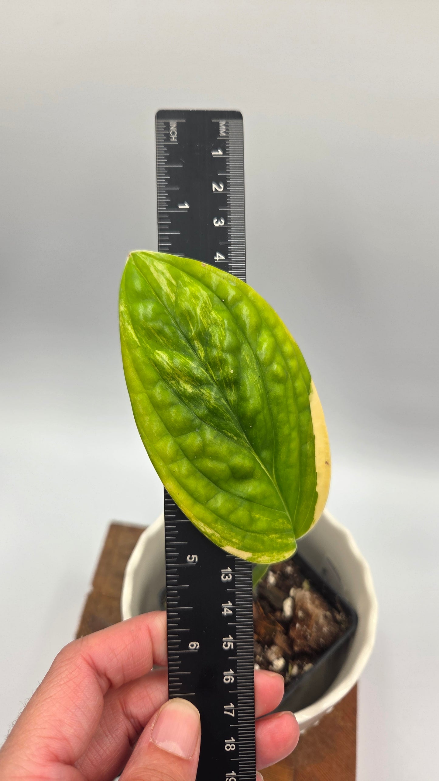 Monstera Karstenianum/Peru Variegata (MON-372)