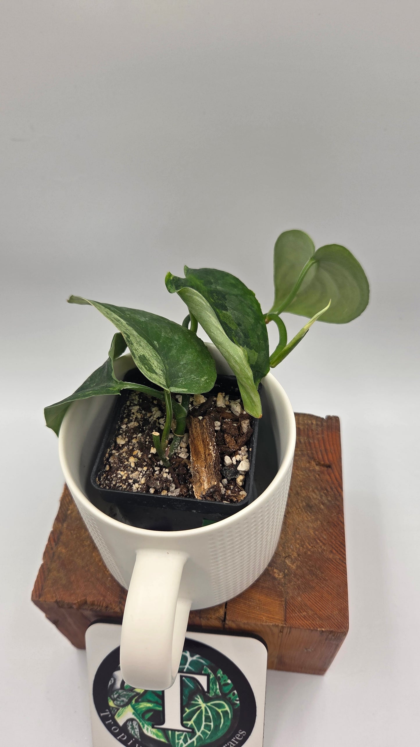 Scindapsus Dark Splash Variegata (SCI-758)