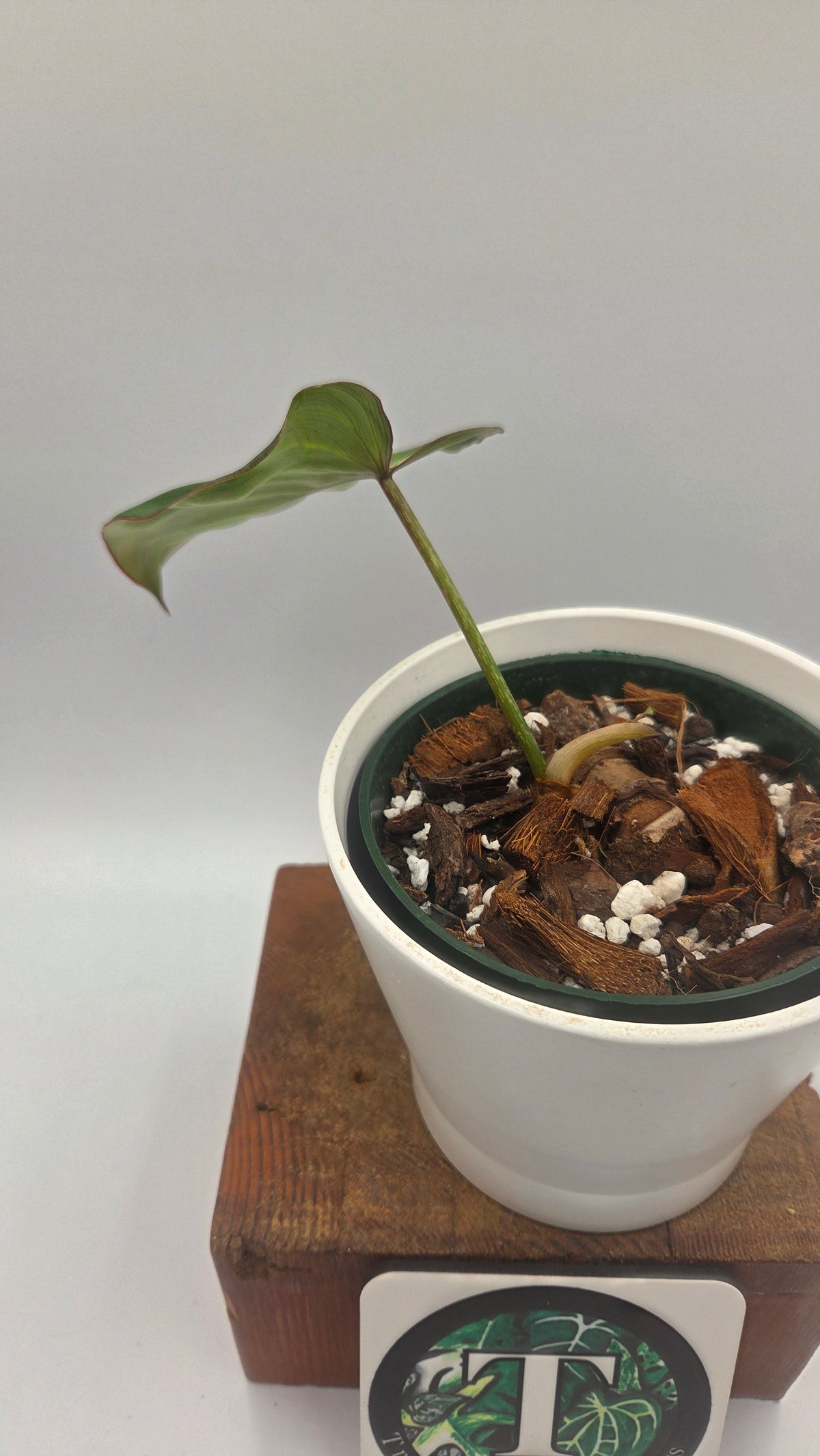 Philodendron Gloriosum Radiante (PHI-1094)