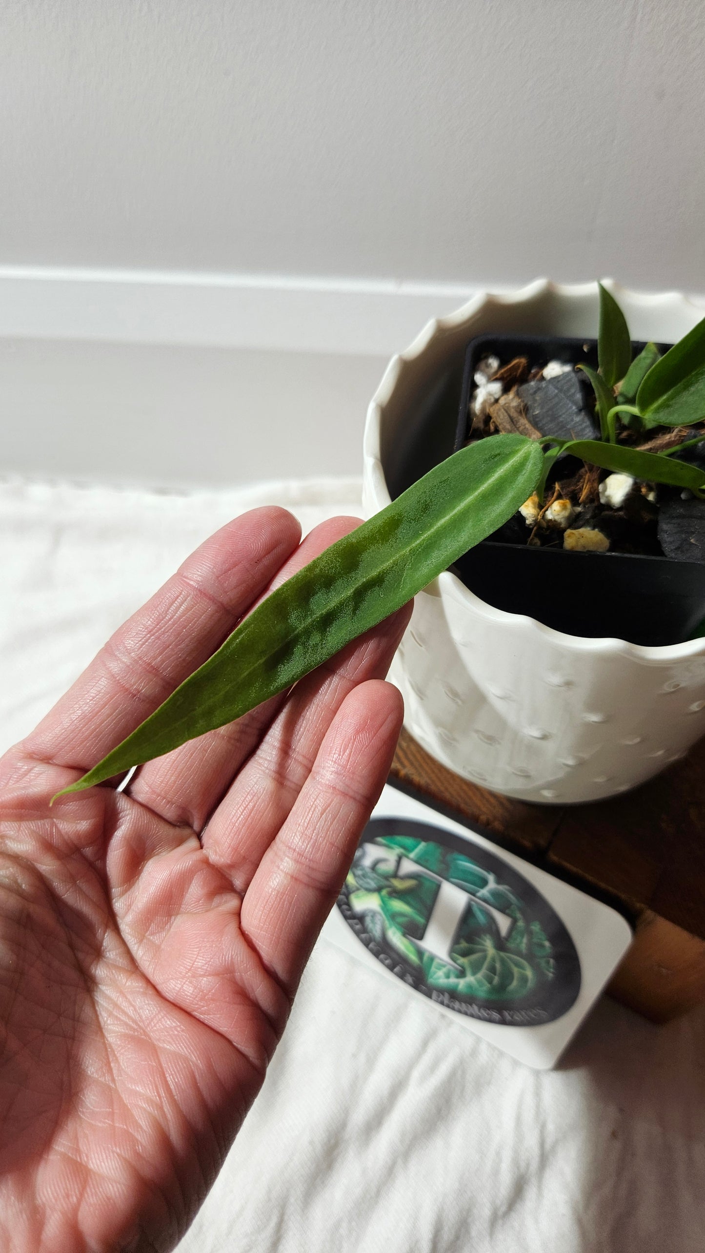 Anthurium Pallidiflorum Narrow "format PETIT"(ANT-598)