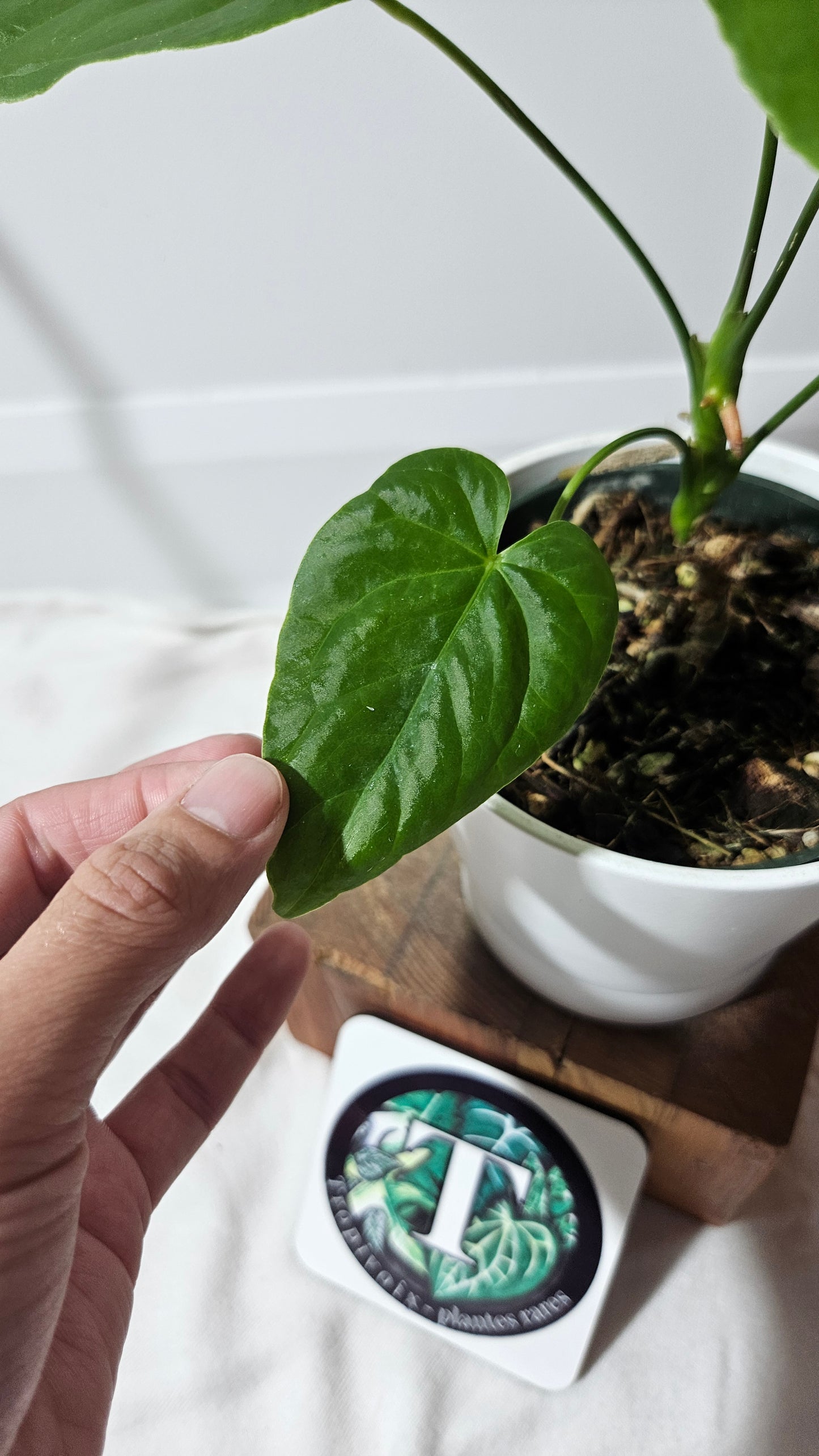 Anthurium Balaoanum "format MOYEN" (ANT-178)