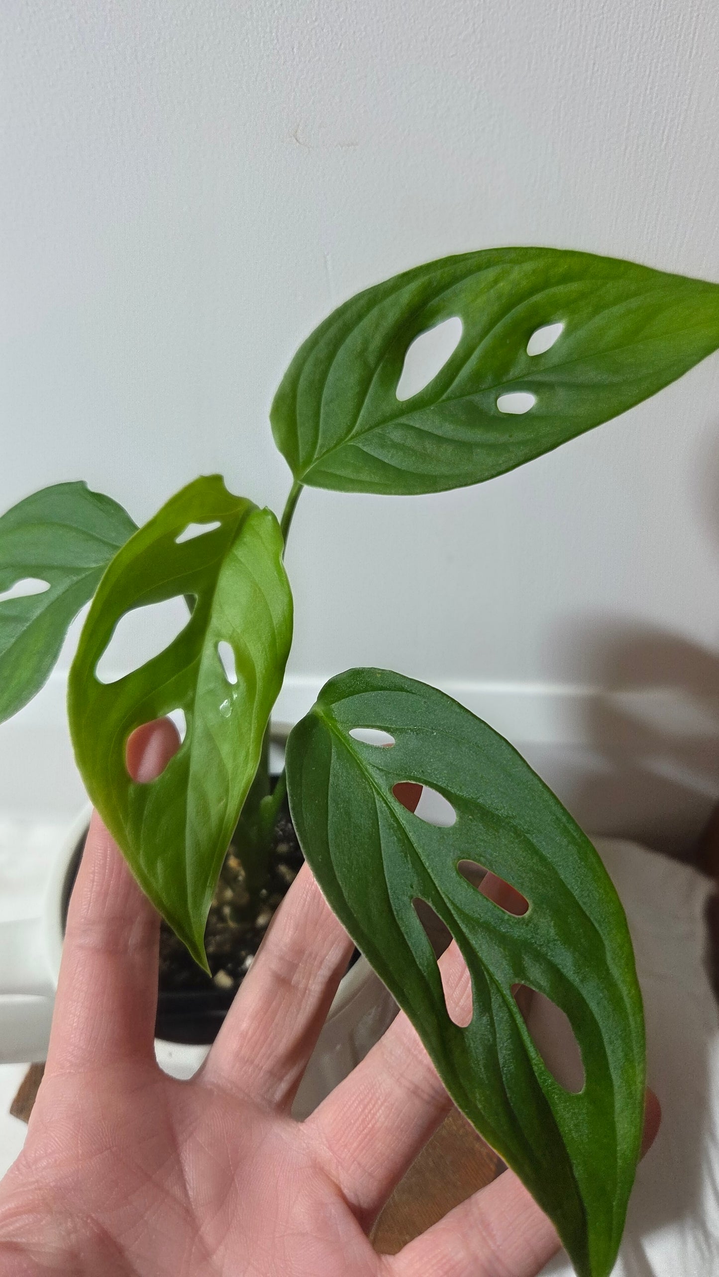 Monstera Obliqua Aff Tamarindo (MON-532)