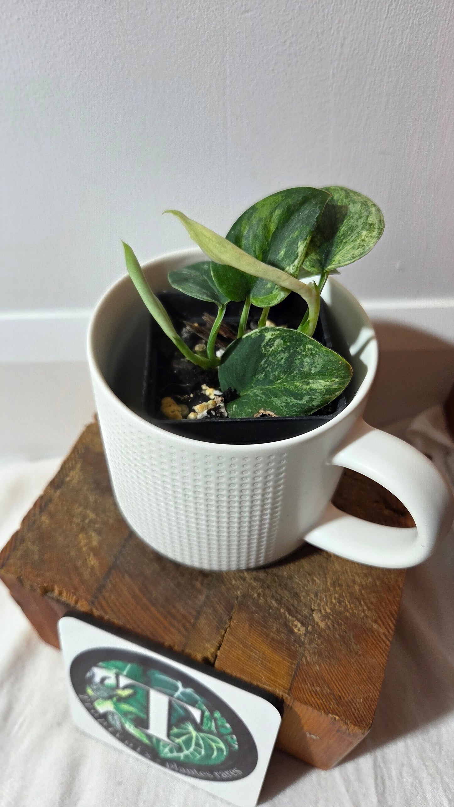Scindapsus Silver Splash Tricolore (SCI-1418)