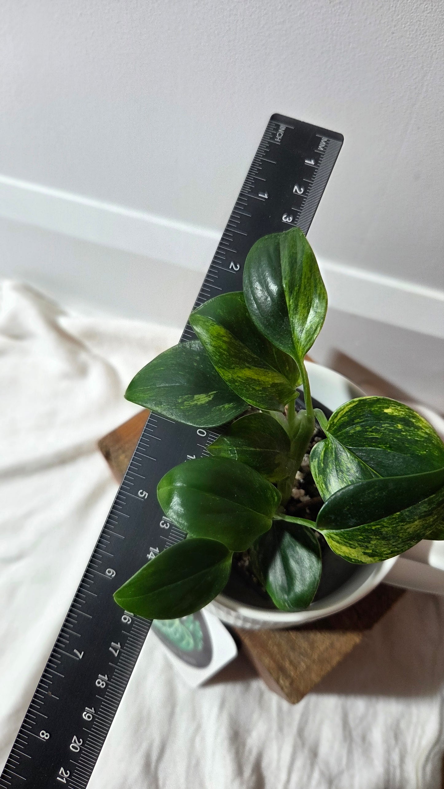 Monstera Standleyana Aurea (MON-486)