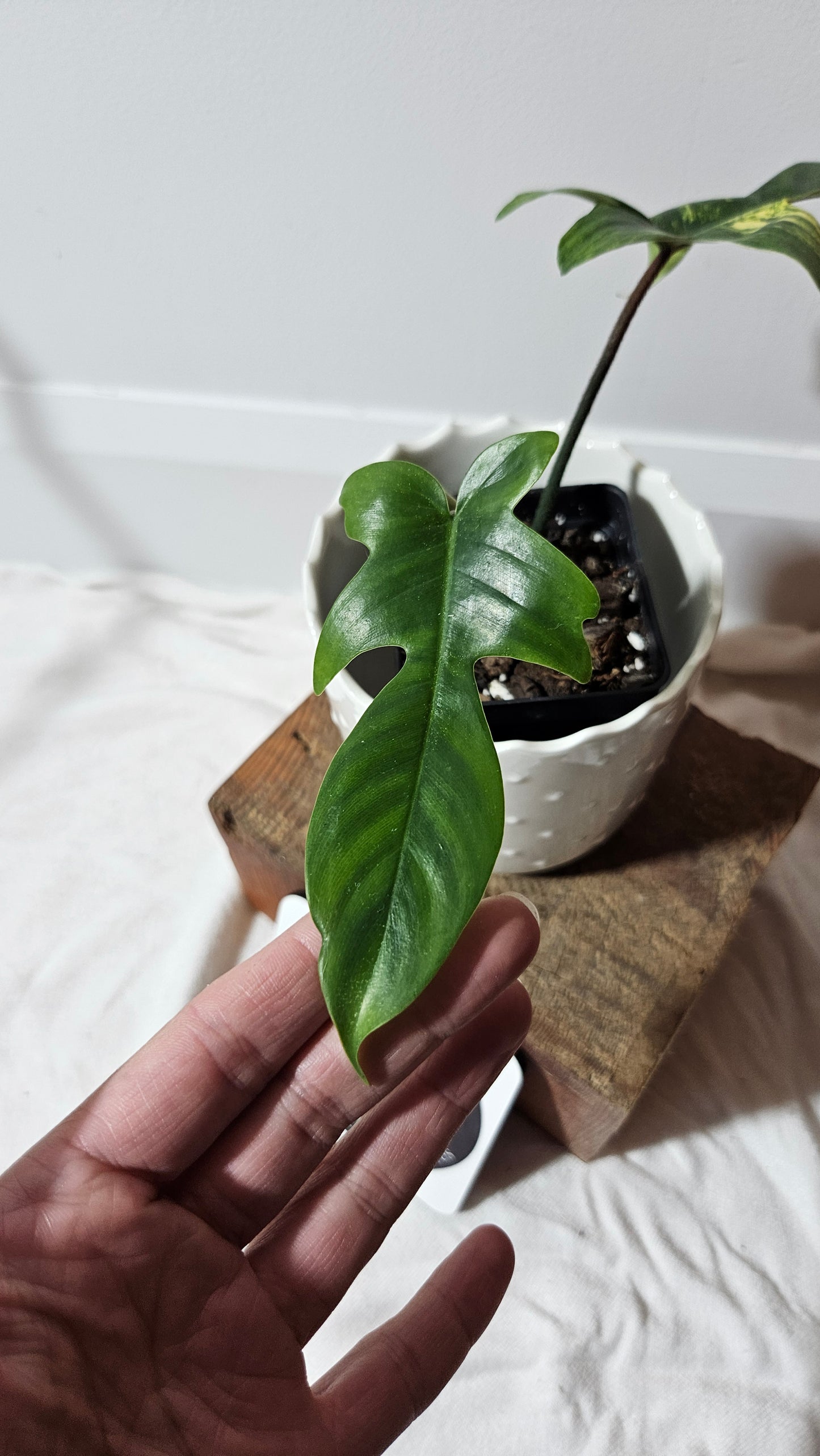 Philodendron Florida Beauty (PHI-578)