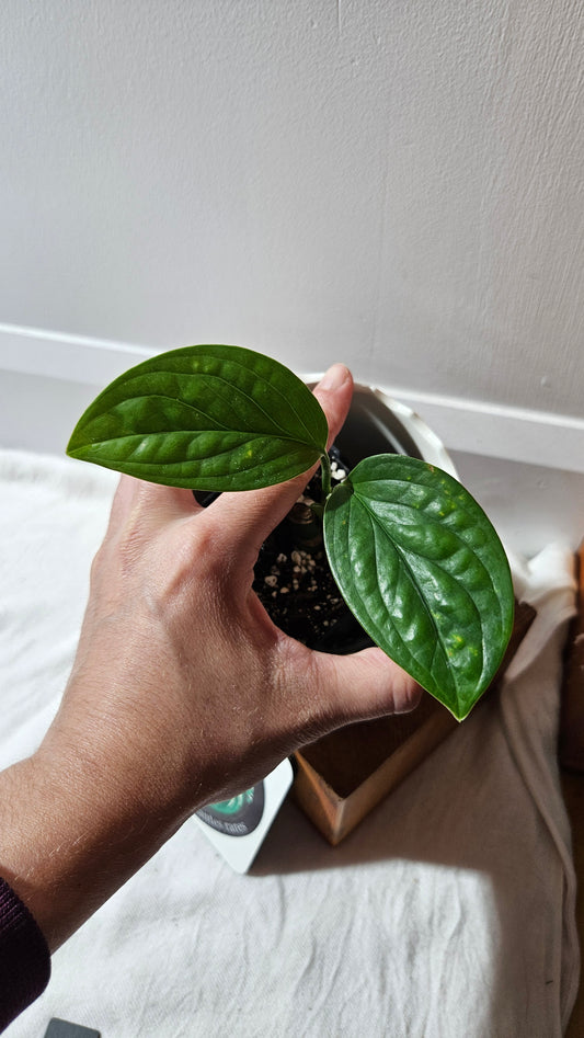 Monstera Pinnatipartita (MON-448)