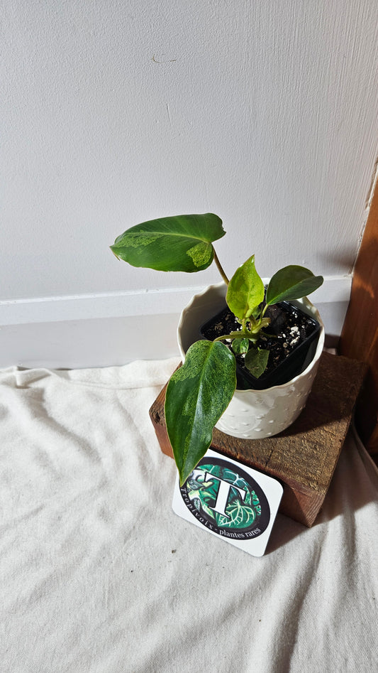 Philodendron BurleMarx Variegata  X Paraiso Verde (PHI-791)