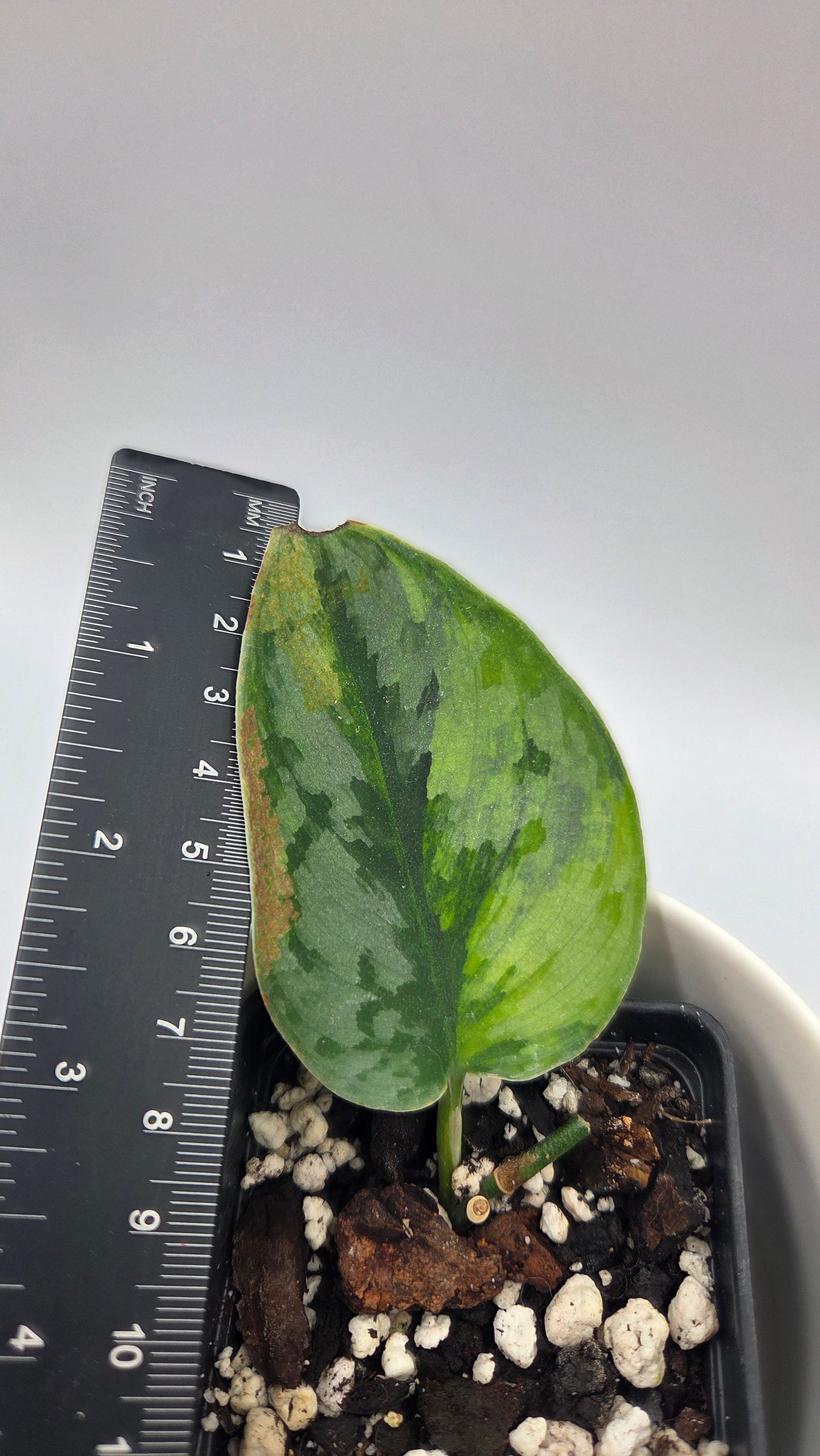 Scindapsus Yupa (SCI-1478)