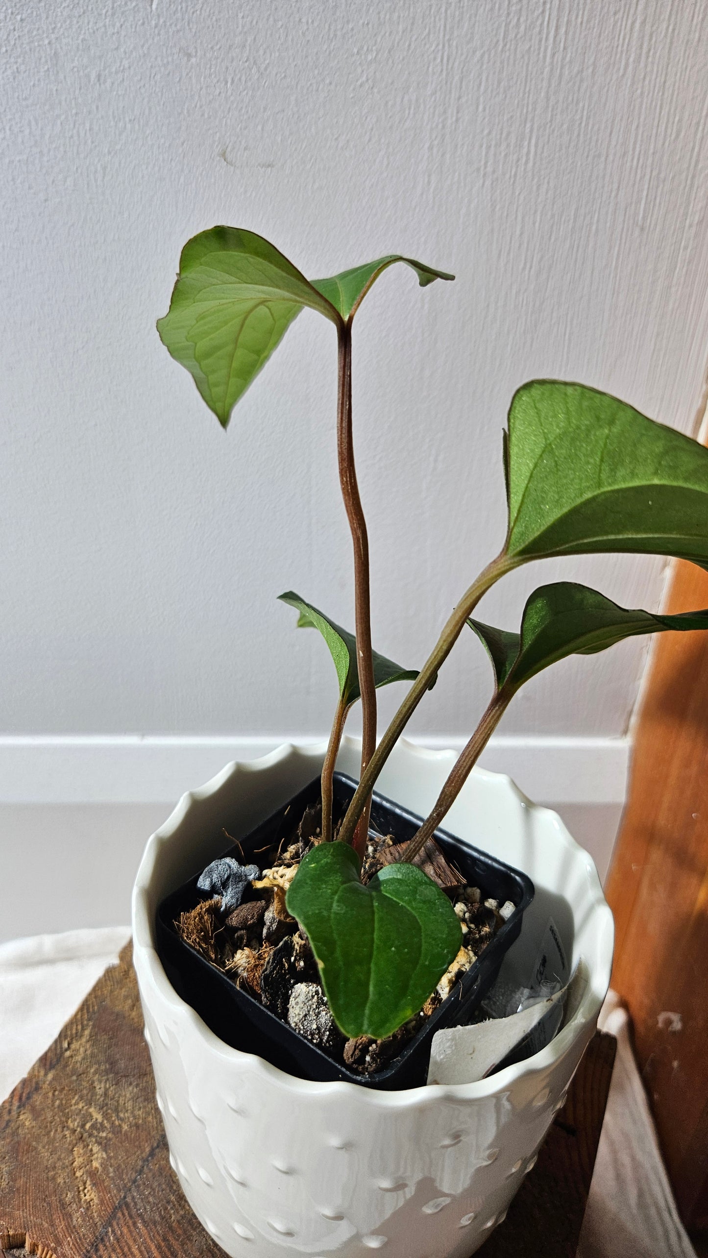 Anthurium Sagittatum Purple "format MOYEN"(ANT-616)