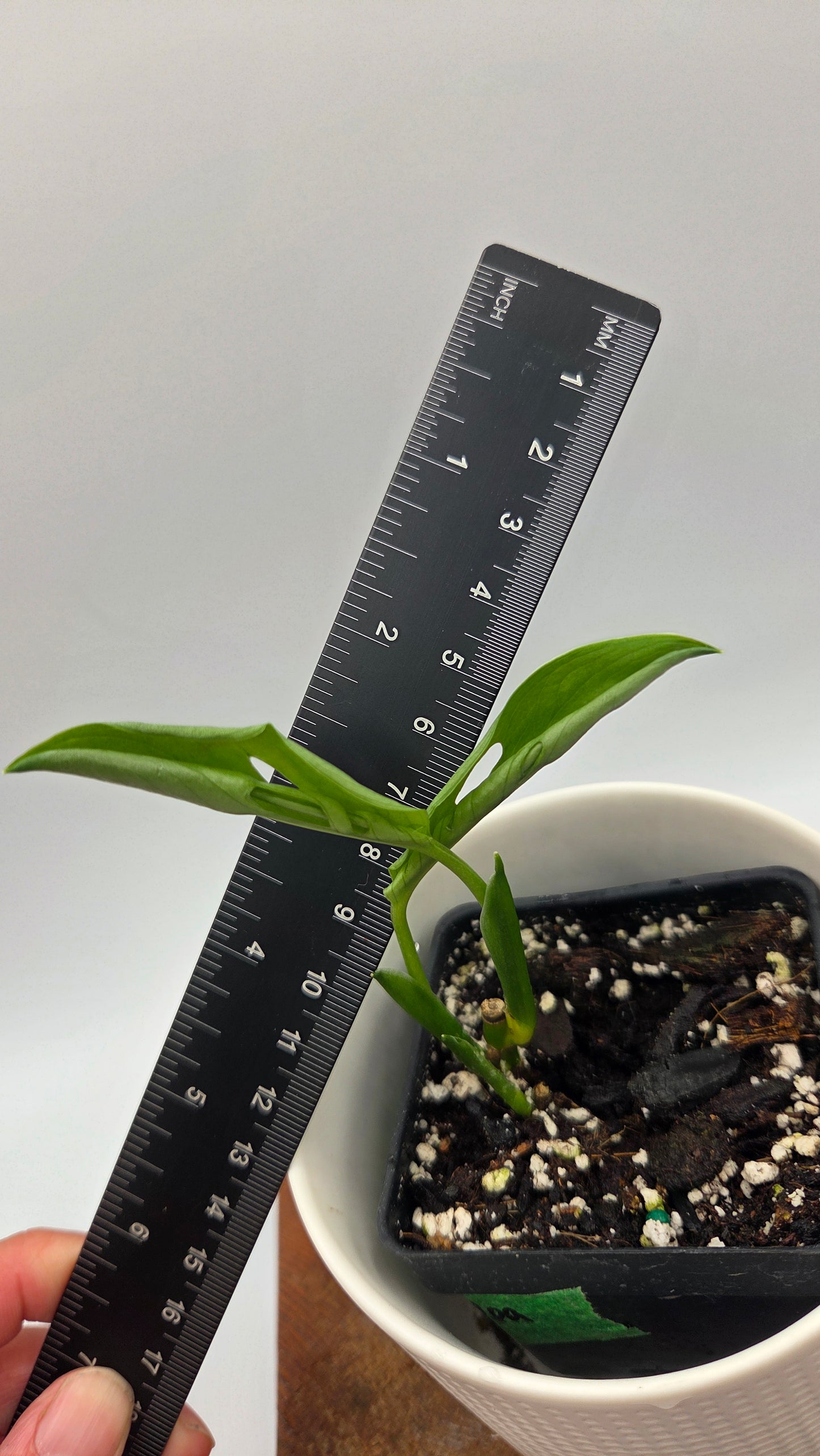 Monstera Andasonii Aurea (MON-538)