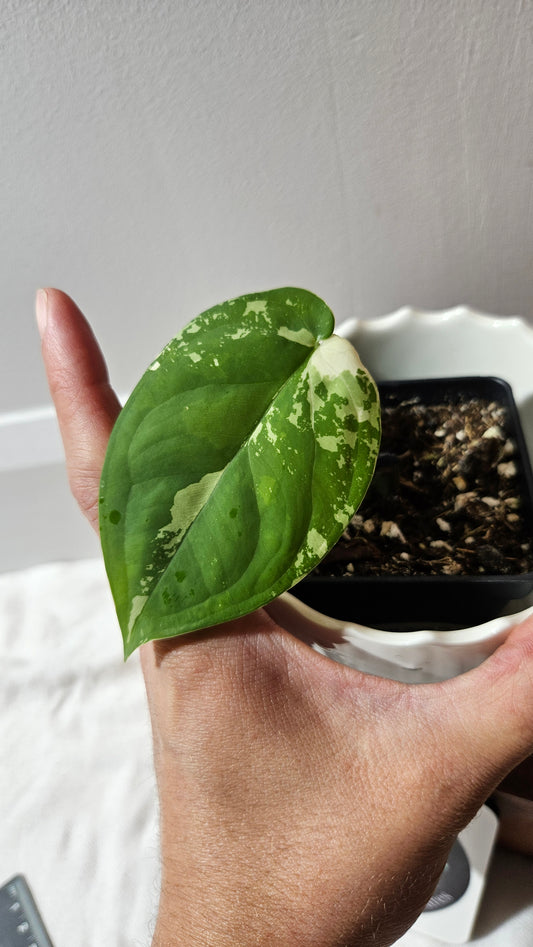 Syngonium Chiapense Albo (SYN-456)