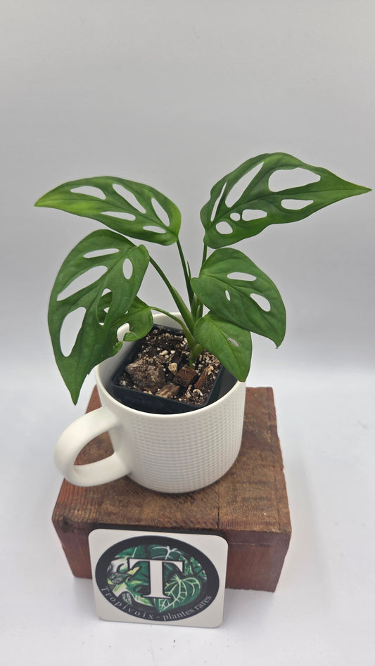 Monstera Obliqua aff La Bonita (MON-438)