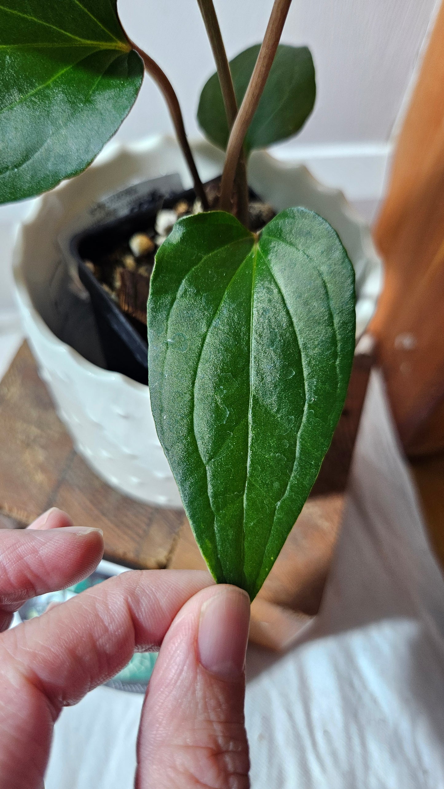 Anthurium Sagittatum Purple "format MOYEN"(ANT-616)