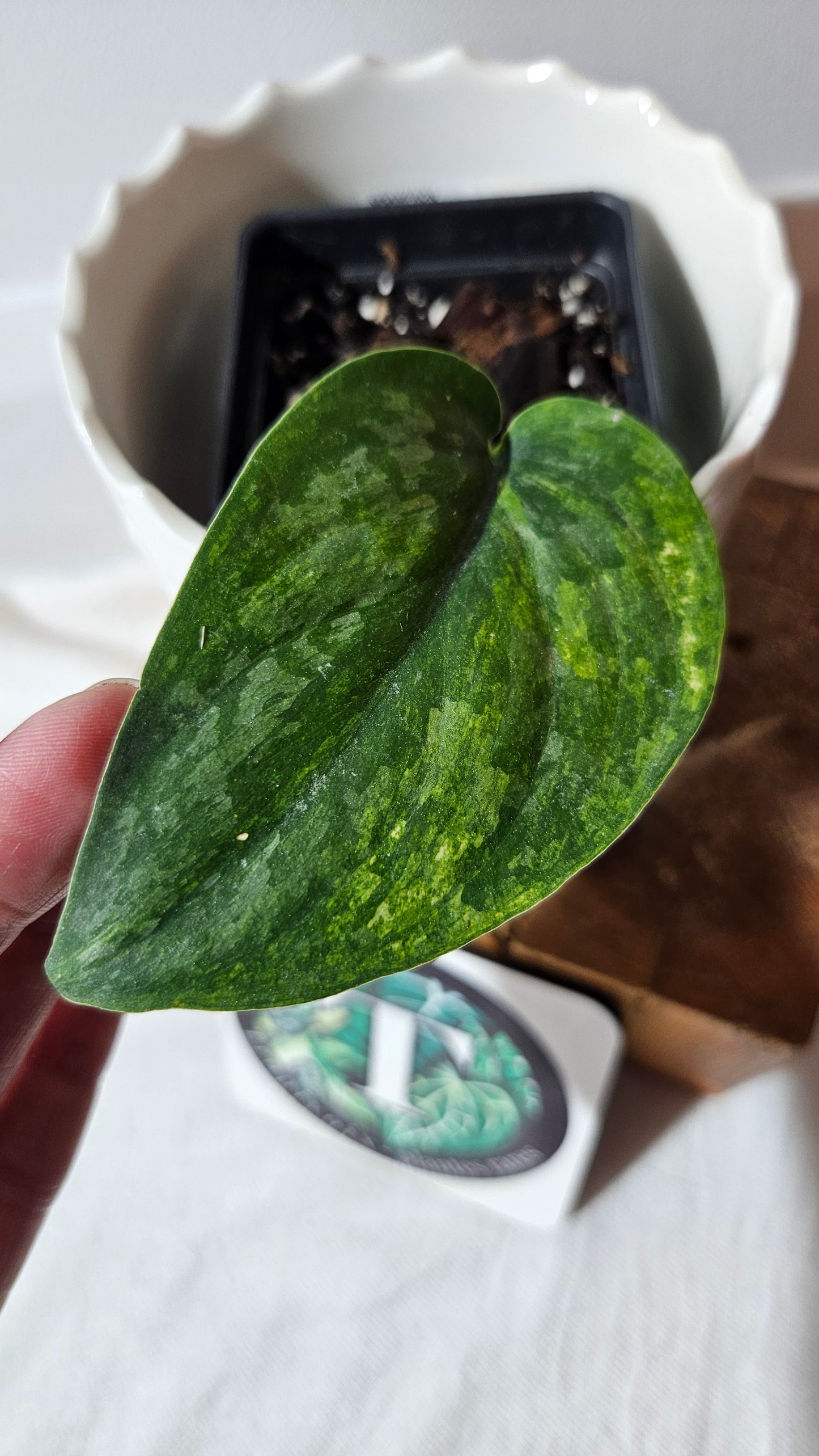 Scindapsus Exotica "Green on green" (SCI-985)