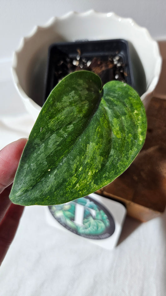 Scindapsus Exotica "Green on green" (SCI-985)