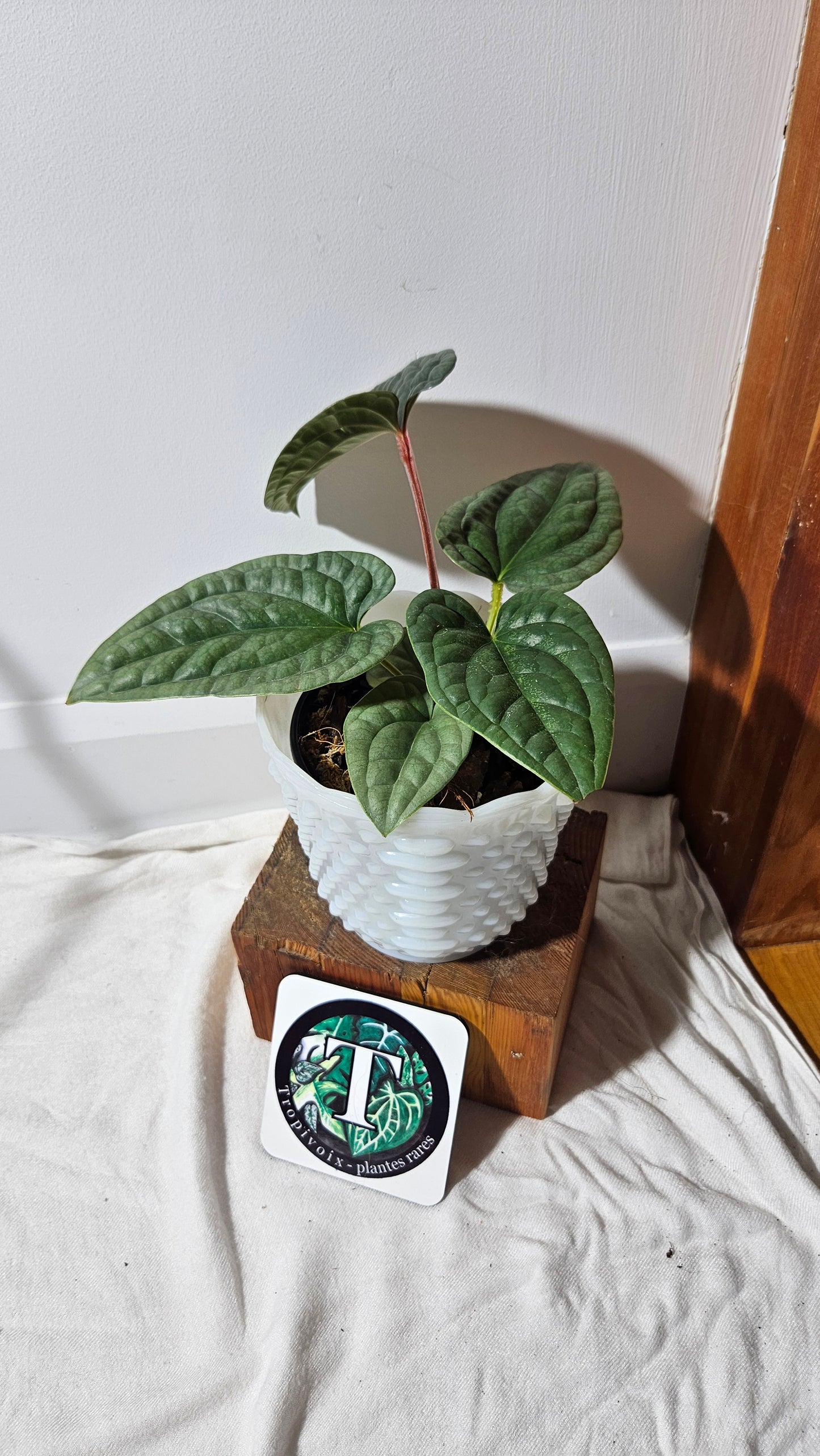 Anthurium Luxurian Super Platinum "format MOYEN" (ANT-170)