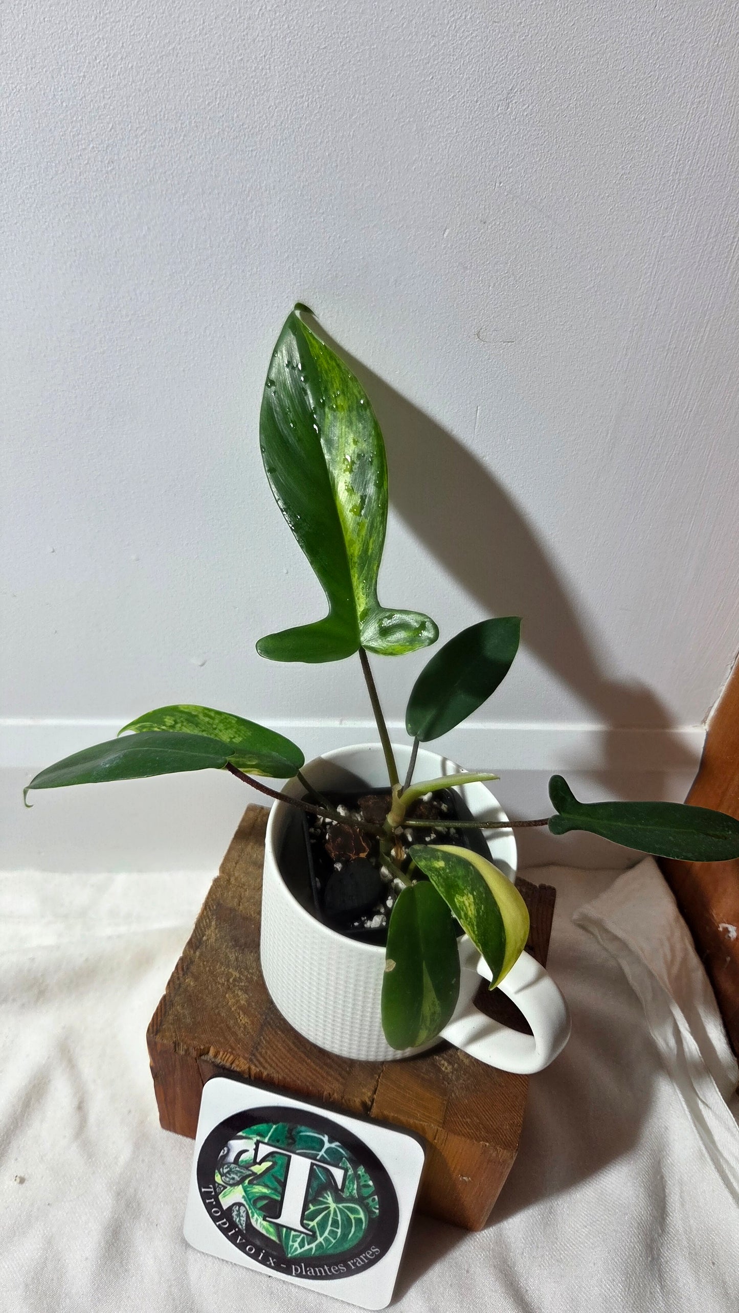 Philodendron Florida Beauty (PHI-1017)