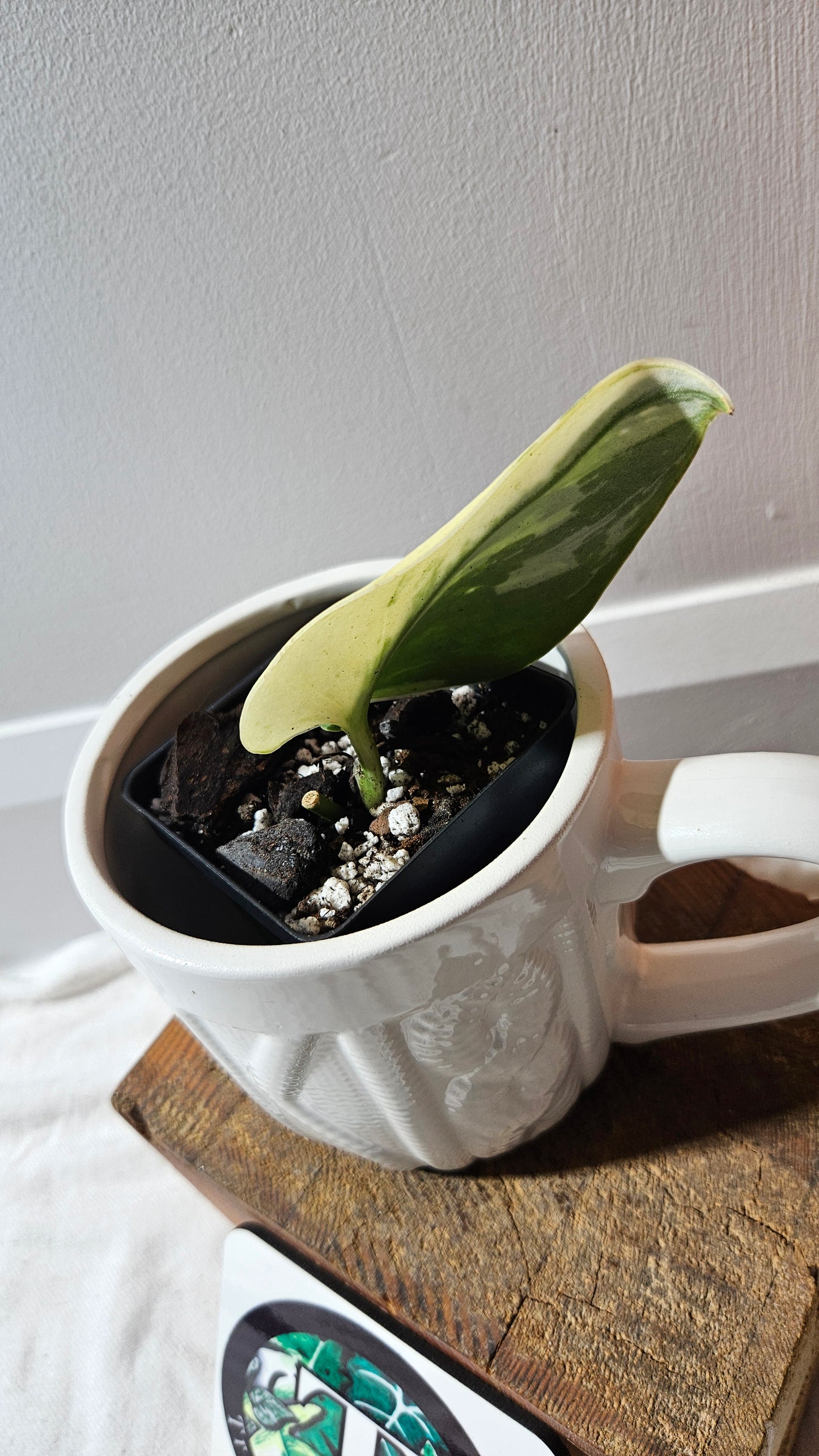 Scindapsus Bunaken (SCI-1181)