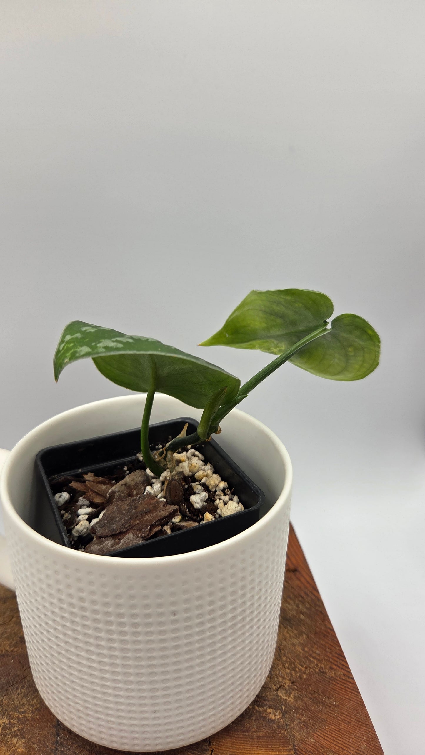 Scindapsus Argyraeus Mejile  (SCI-1306)