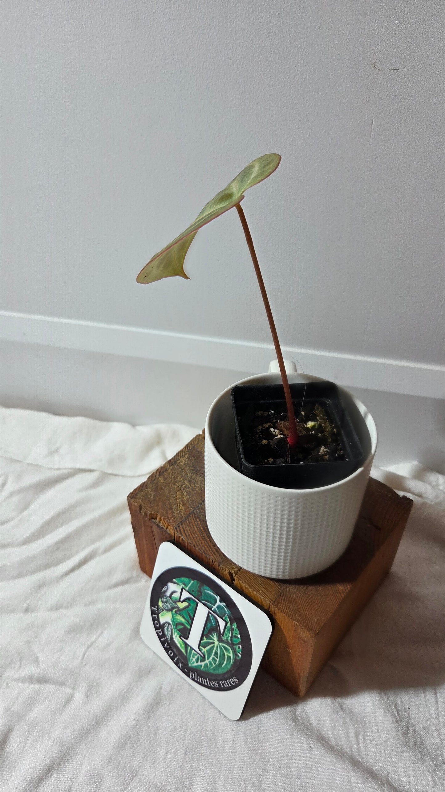 Anthurium Besseae Aff "Format MOYEN" (ANT-670)