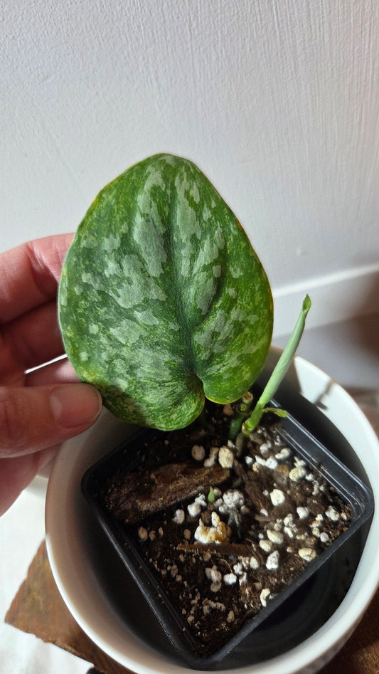 Scindapsus Exotica Pictus mint (SCI-1378)